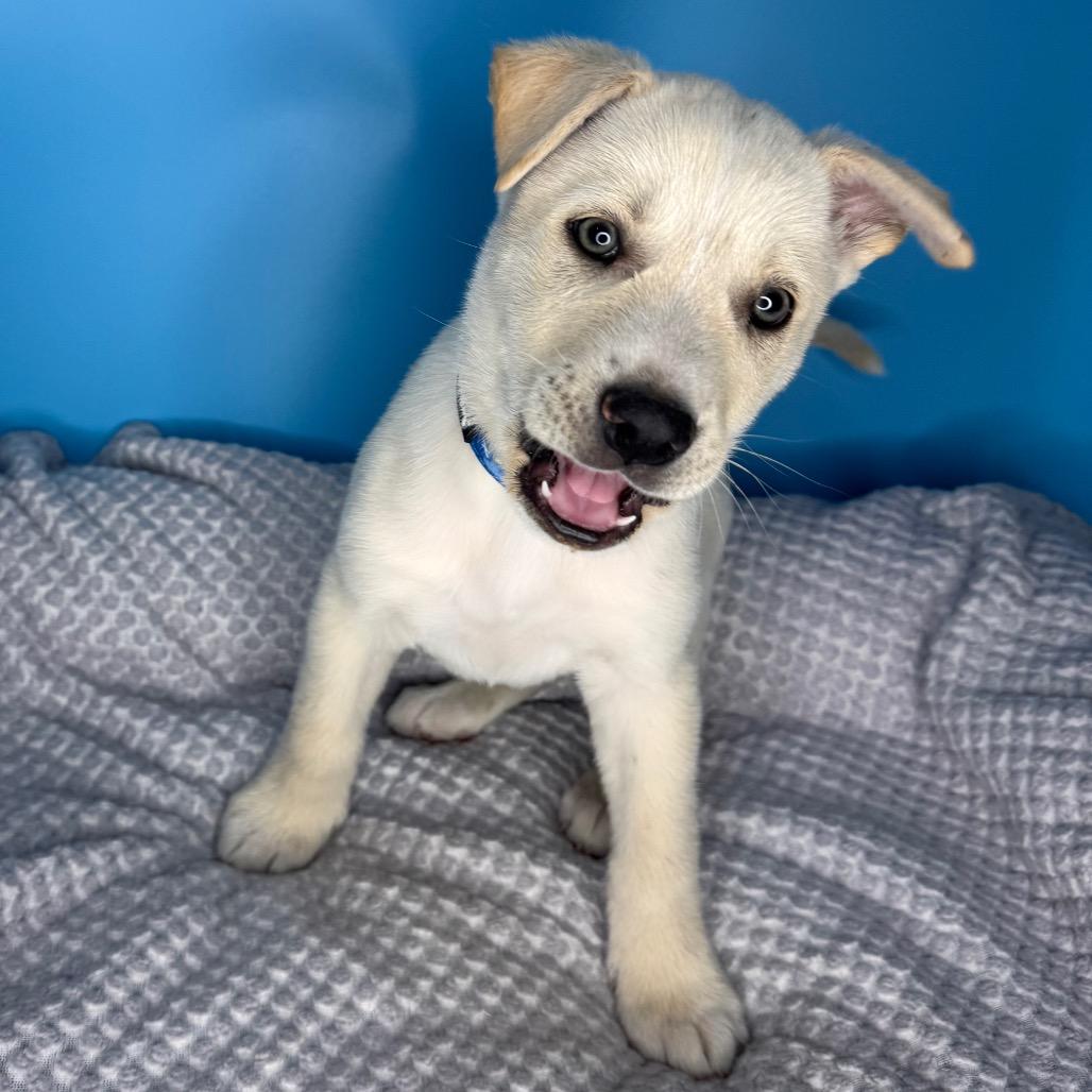 Enlarge Buttercup, a Adoptable mixed breed in San Antonio, TX image 5/6