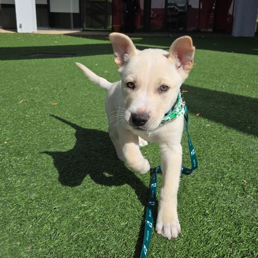 Enlarge Buttercup, a Adoptable mixed breed in San Antonio, TX image 6/6