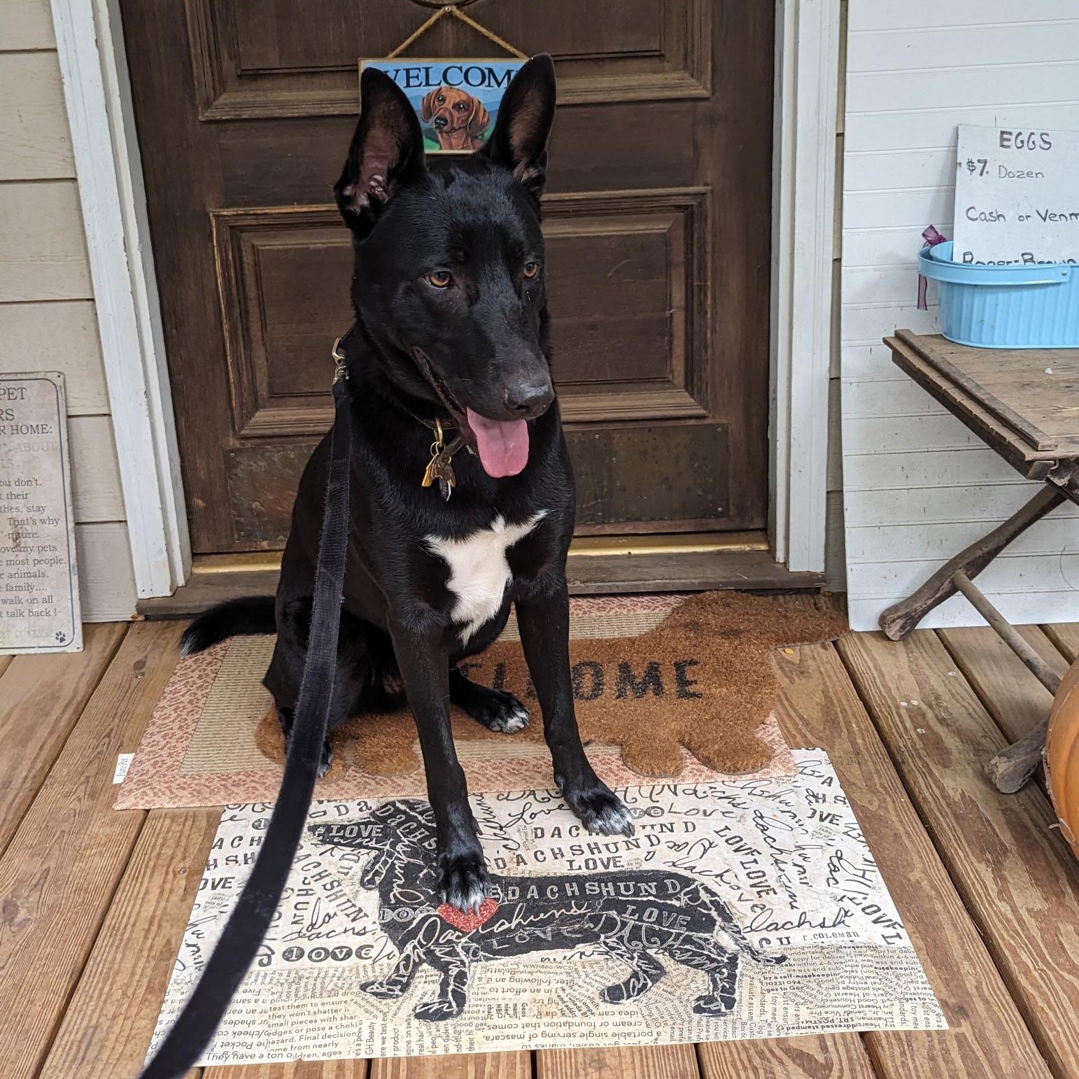 Sid ~~ Rehoming Through Private Owner, a Adoptable mixed breed in Milton, GA image 2/5