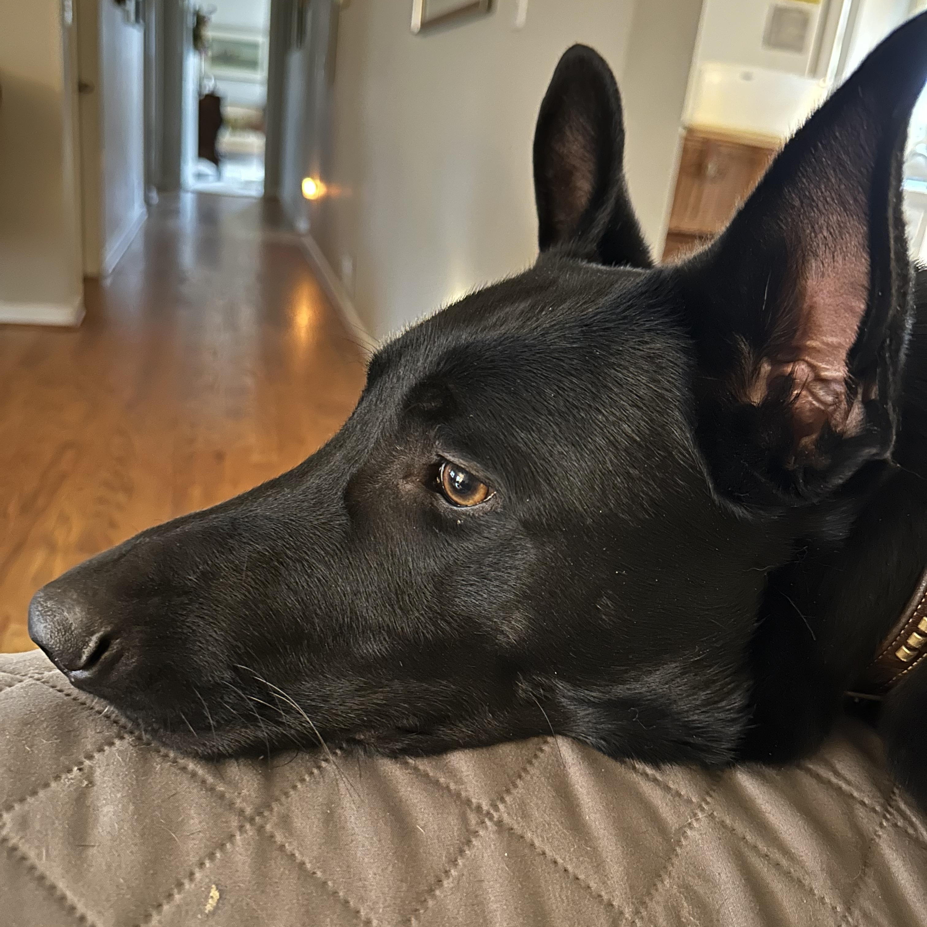 Sid ~~ Rehoming Through Private Owner, a Adoptable mixed breed in Milton, GA image 3/5