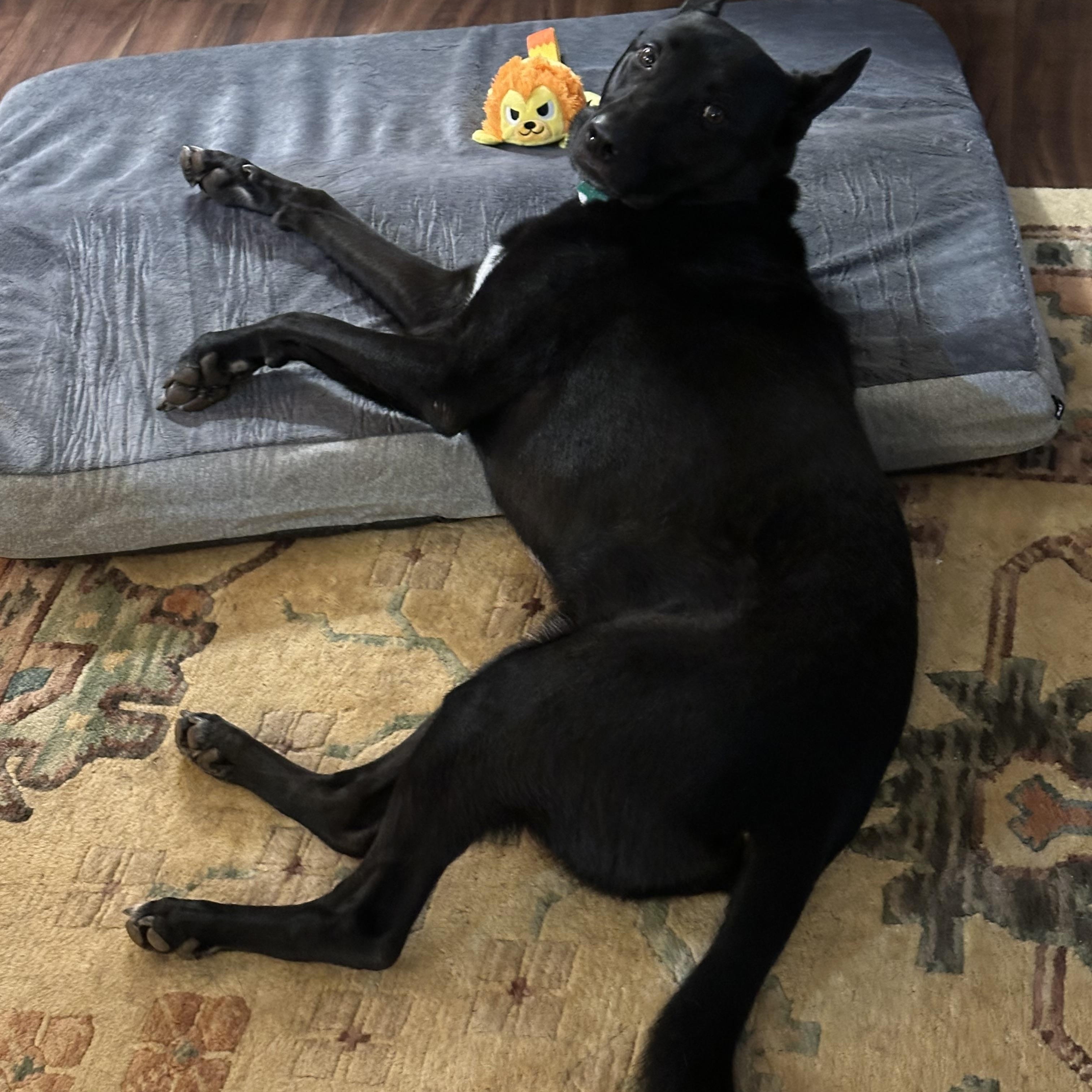 Sid ~~ Rehoming Through Private Owner, a Adoptable mixed breed in Milton, GA image 4/5