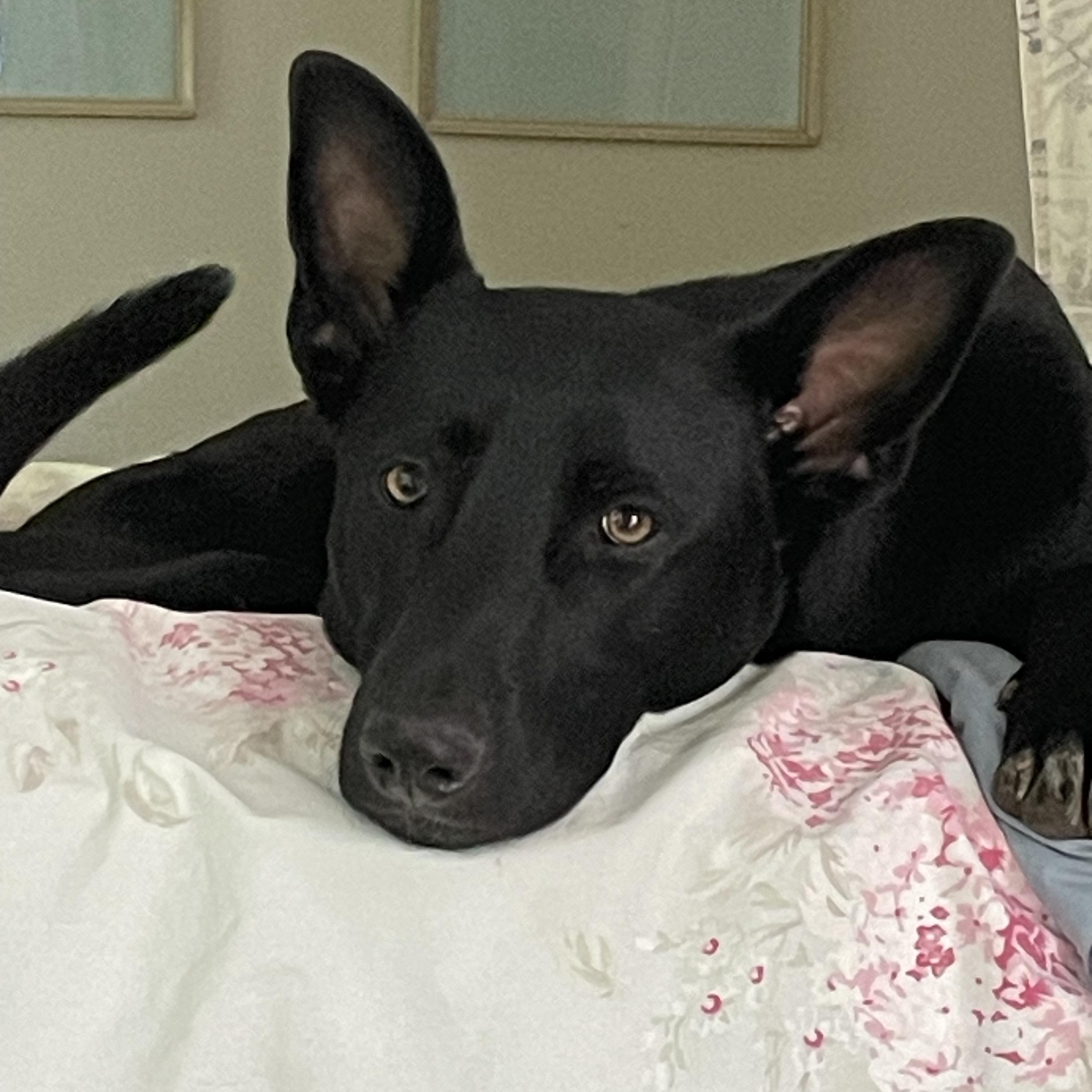 Sid ~~ Rehoming Through Private Owner, Adoptable, Adult Male German Shepherd Dog & Shepherd.