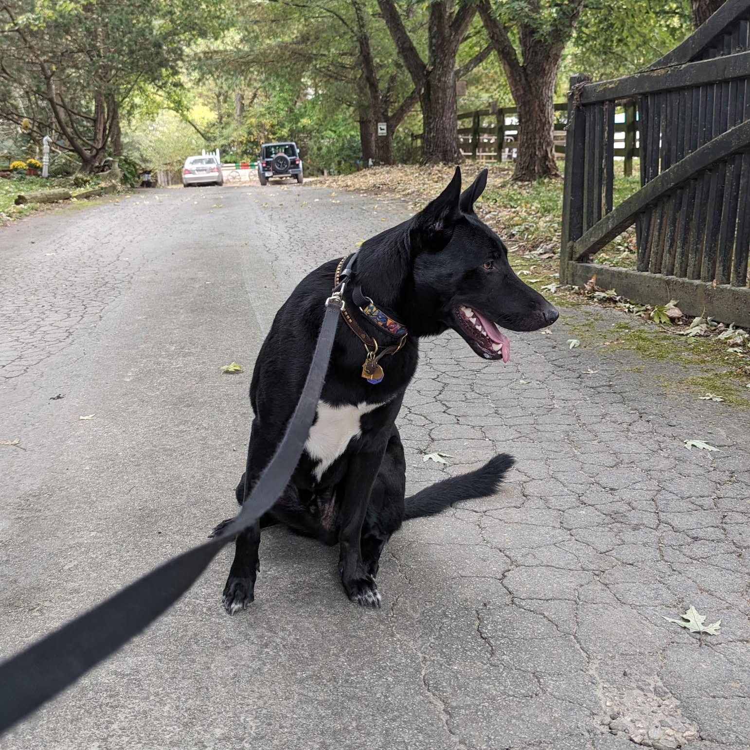 Sid ~~ Rehoming Through Private Owner, a Adoptable mixed breed in Milton, GA image 5/5