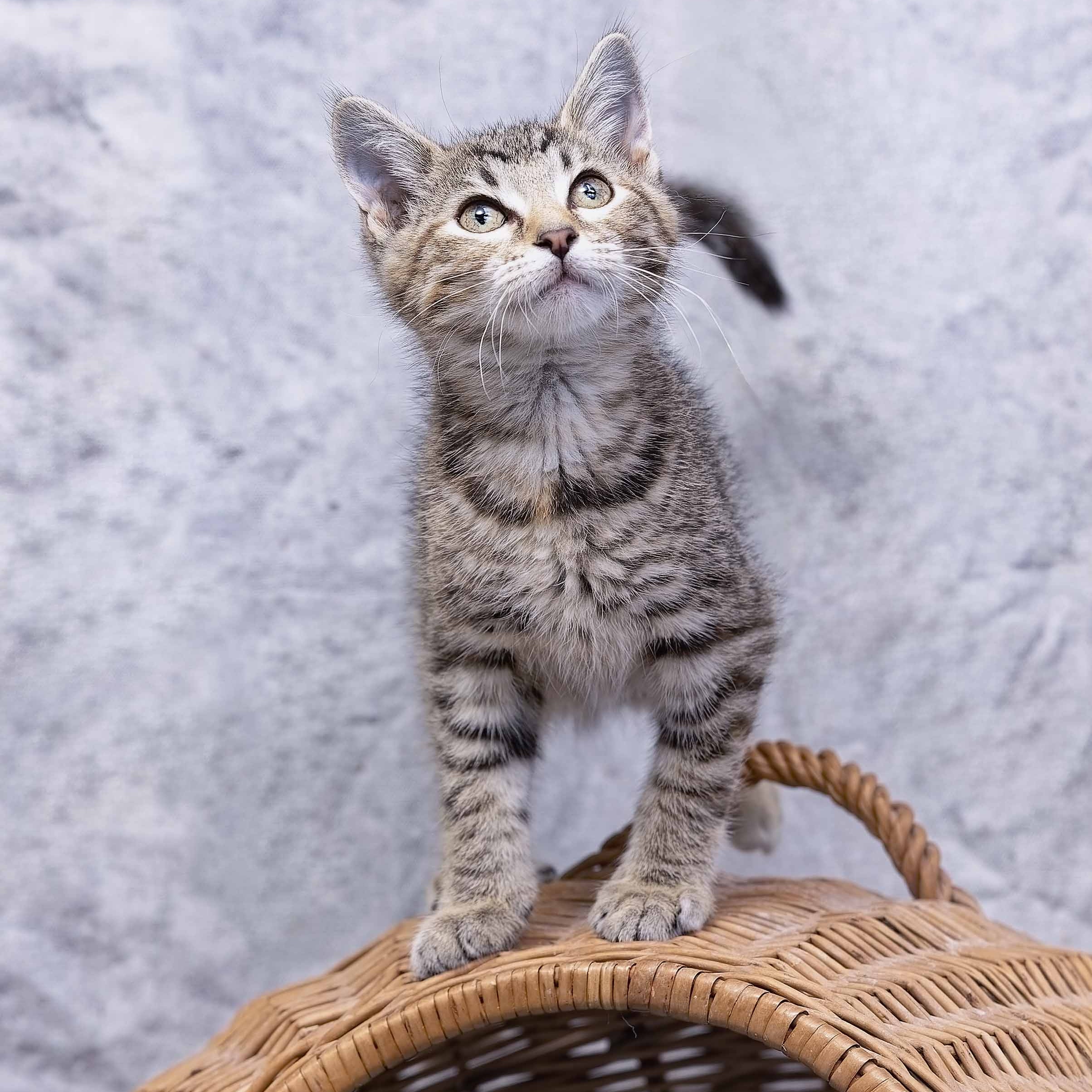 Merida, an adoptable Domestic Short Hair, Tiger in Clarinda, IA, 51632 | Photo Image 5