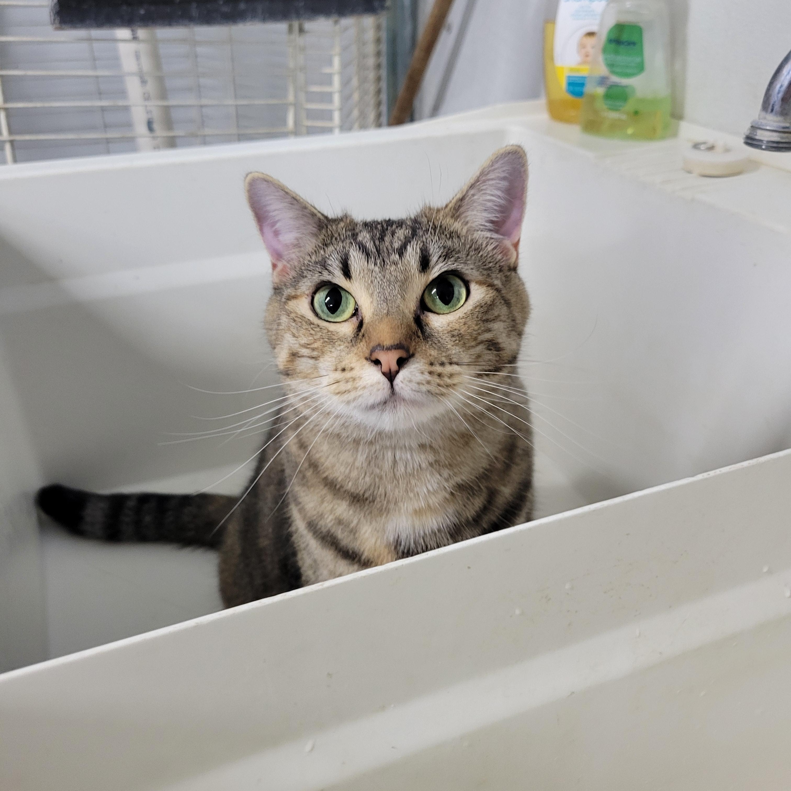 Merida, Adoptable, Adult Female Domestic Short Hair & Tiger.