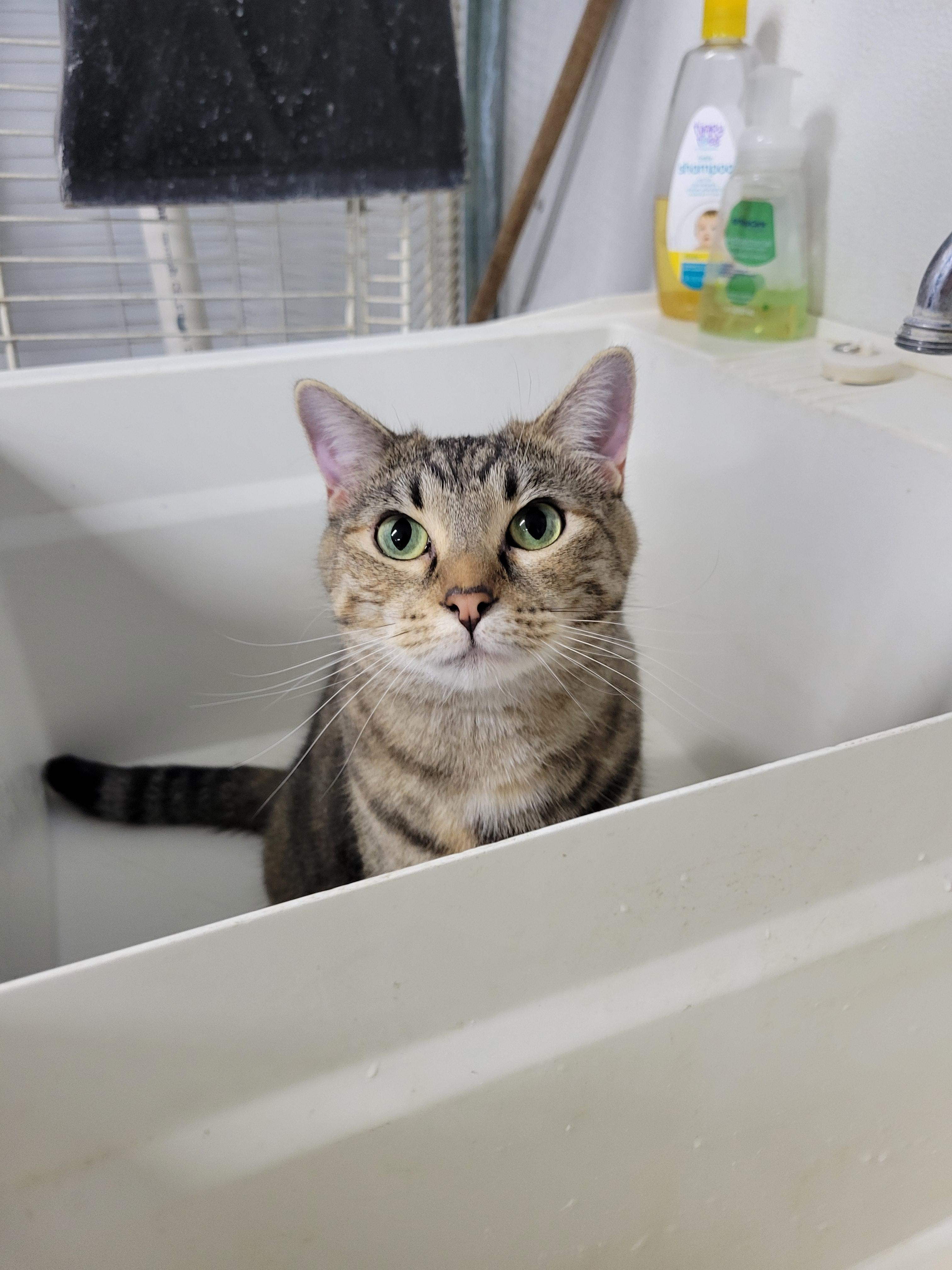 Merida, an adoptable Domestic Short Hair, Tiger in Clarinda, IA, 51632 | Photo Image 1