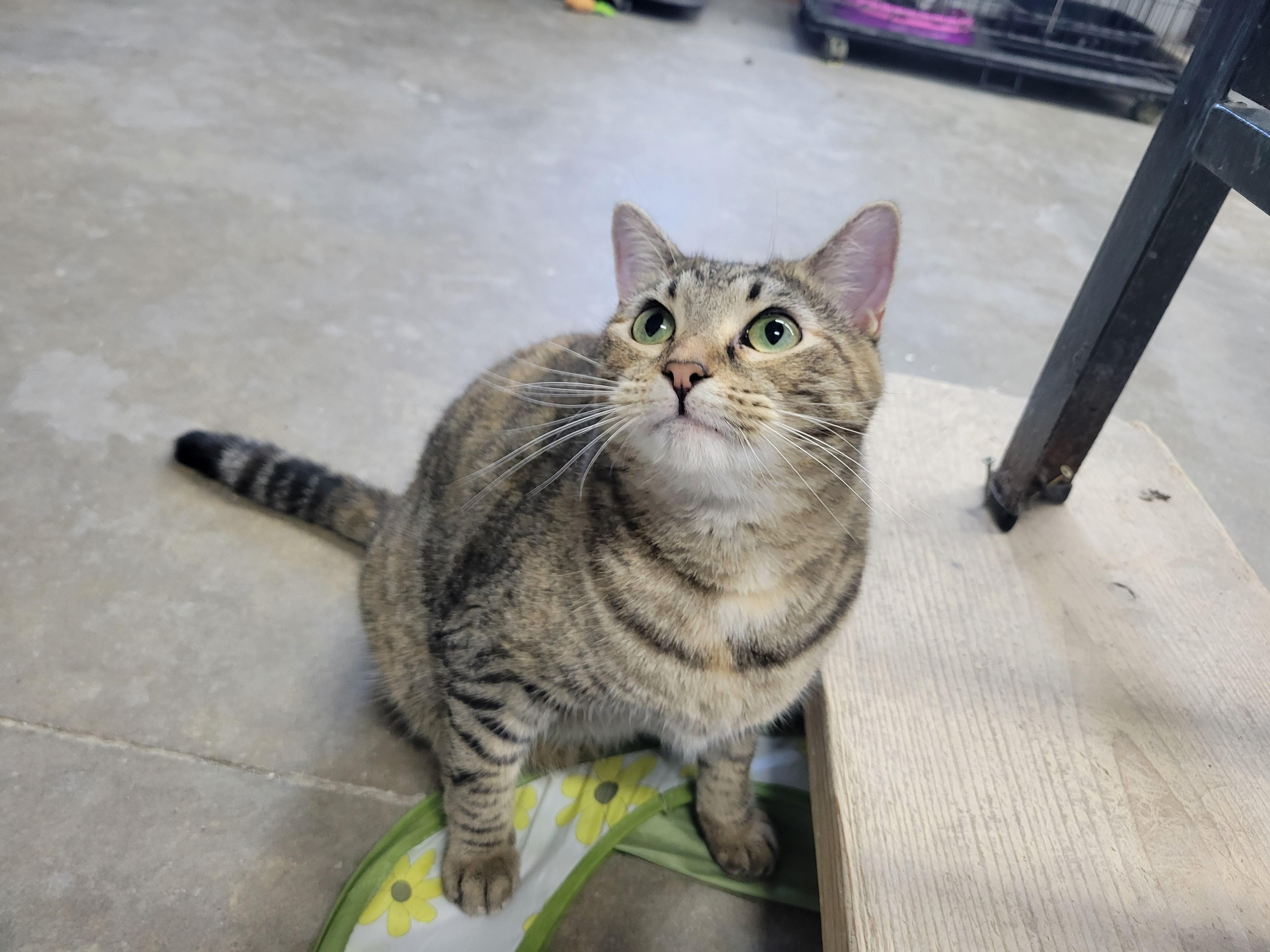 Merida, an adoptable Domestic Short Hair, Tiger in Clarinda, IA, 51632 | Photo Image 2