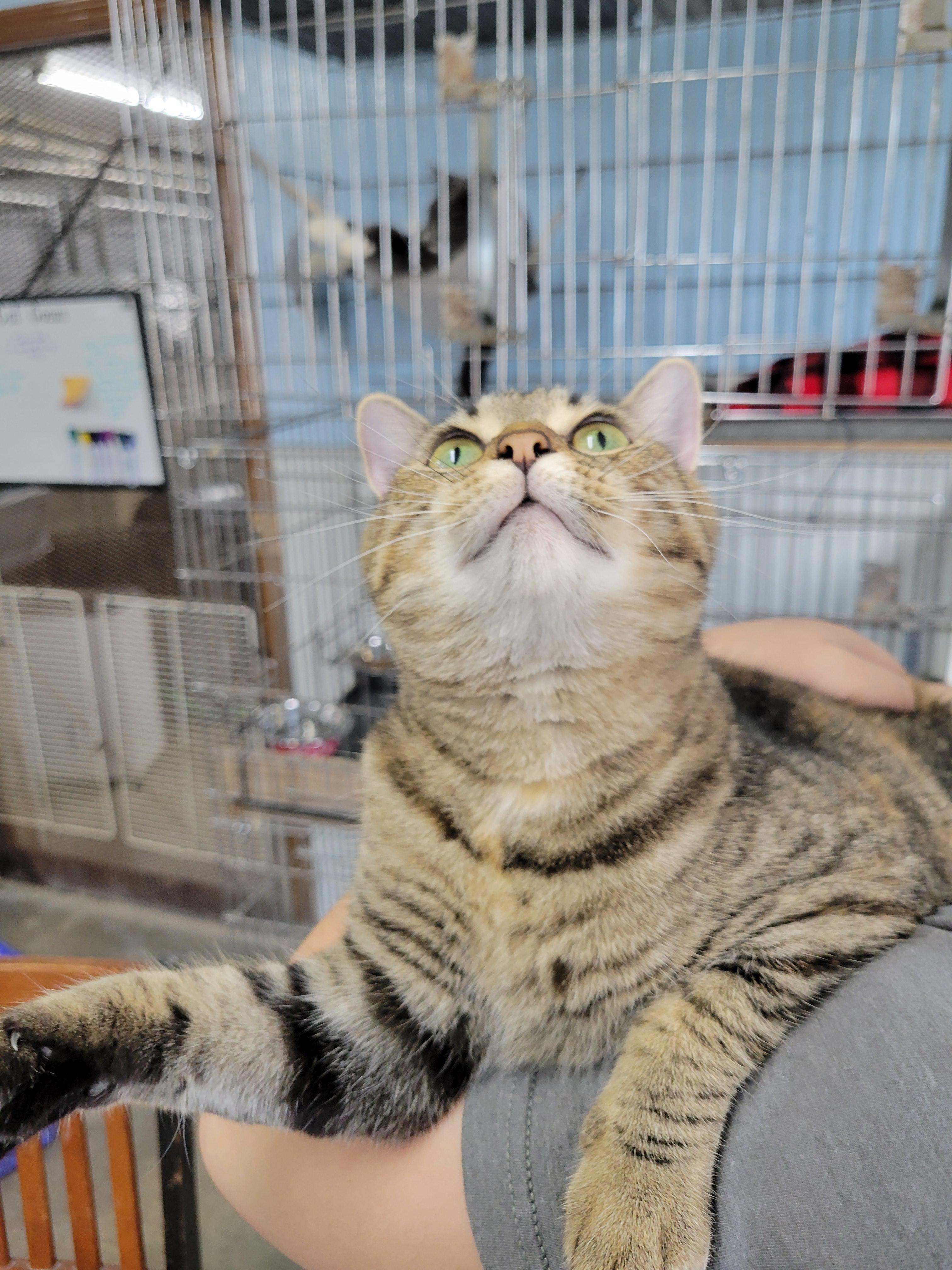 Merida, an adoptable Domestic Short Hair, Tiger in Clarinda, IA, 51632 | Photo Image 2