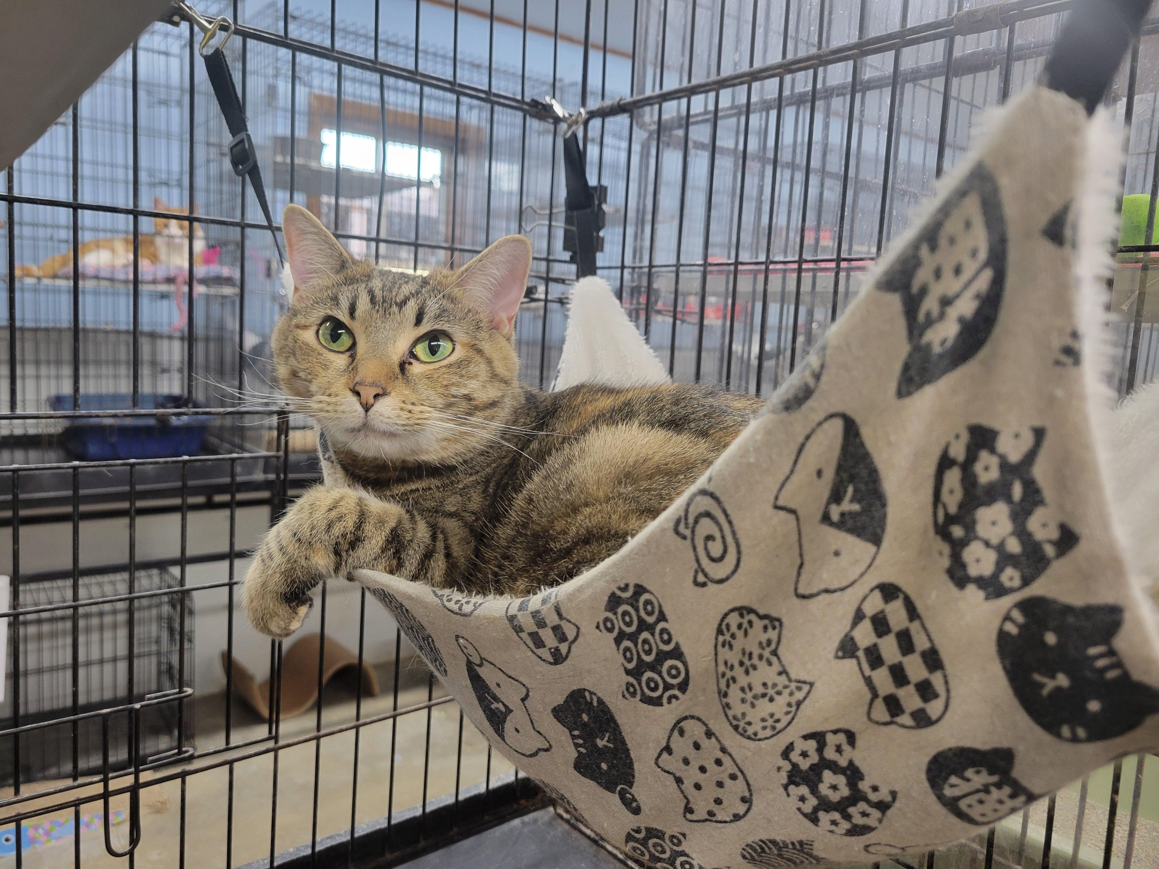 Merida, a Adoptable mixed breed in Clarinda, IA image 1/6