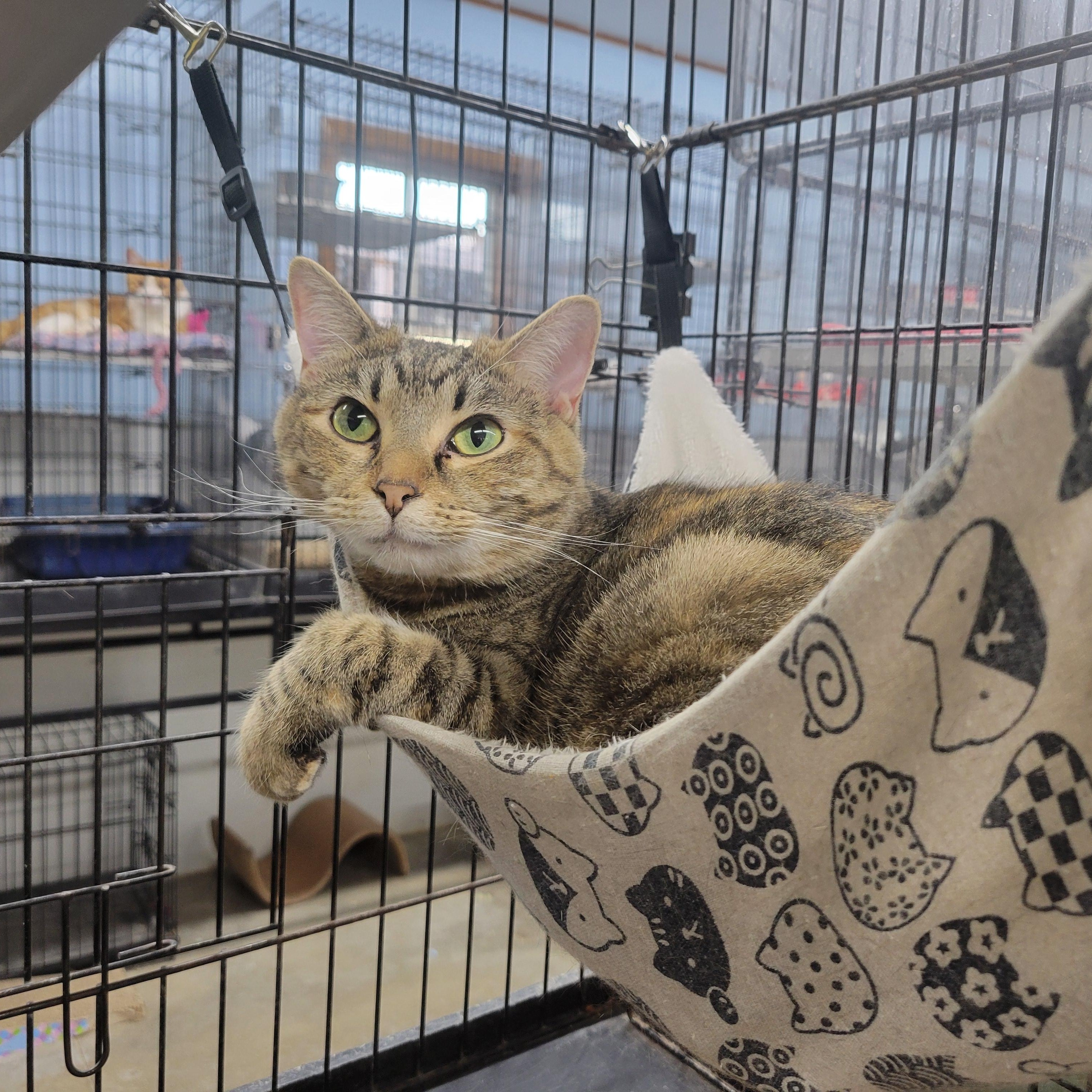 Enlarge Merida, a Adoptable mixed breed in Clarinda, IA image 1/6