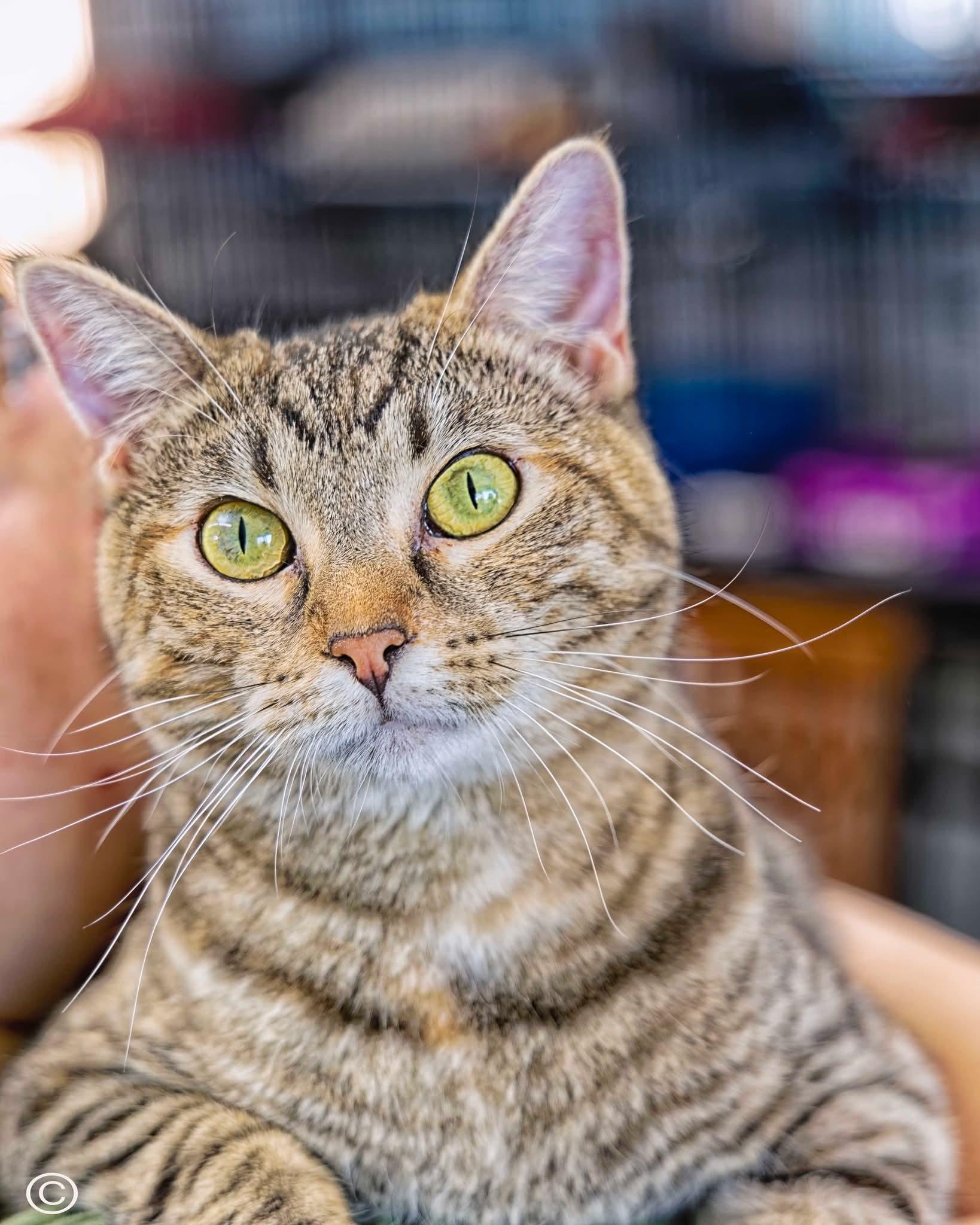 Merida, an adoptable Domestic Short Hair, Tiger in Clarinda, IA, 51632 | Photo Image 2