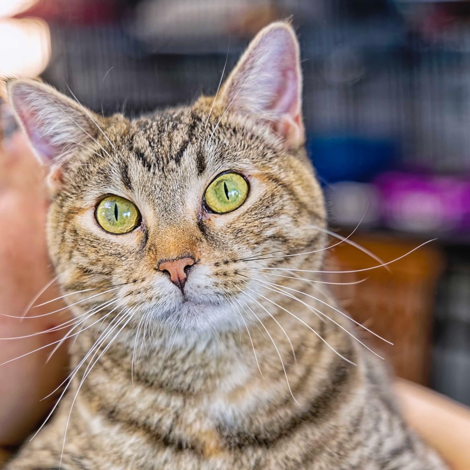 Merida, a Adoptable mixed breed in Clarinda, IA image 6/6