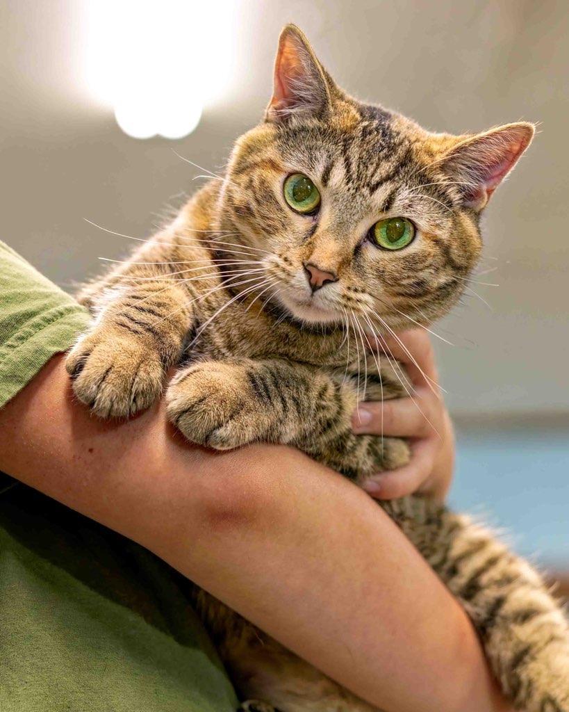 Merida, an adoptable Domestic Short Hair, Tiger in Clarinda, IA, 51632 | Photo Image 4