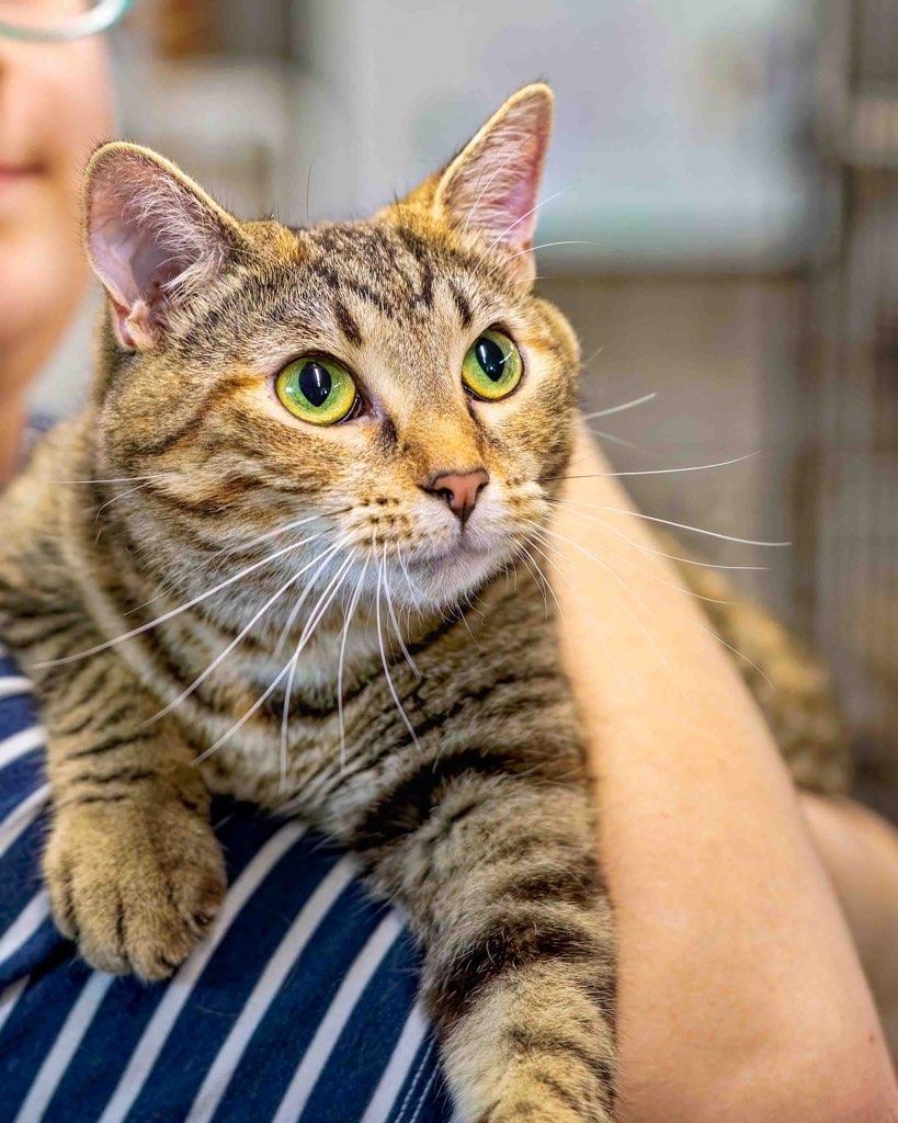 Merida, an adoptable Domestic Short Hair, Tiger in Clarinda, IA, 51632 | Photo Image 3