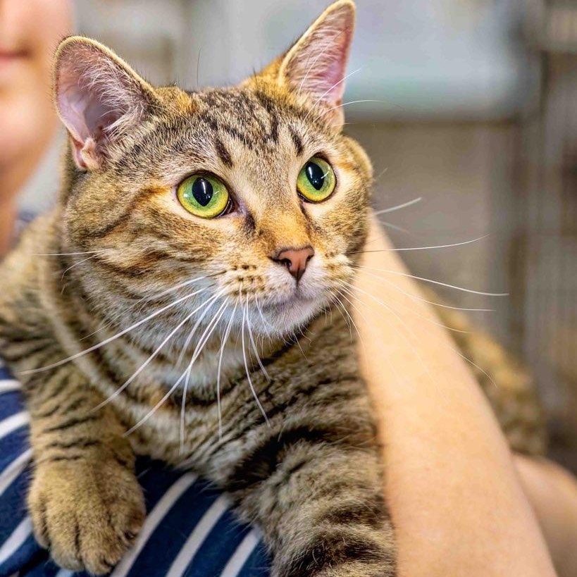 Merida, a Adoptable mixed breed in Clarinda, IA image 5/6