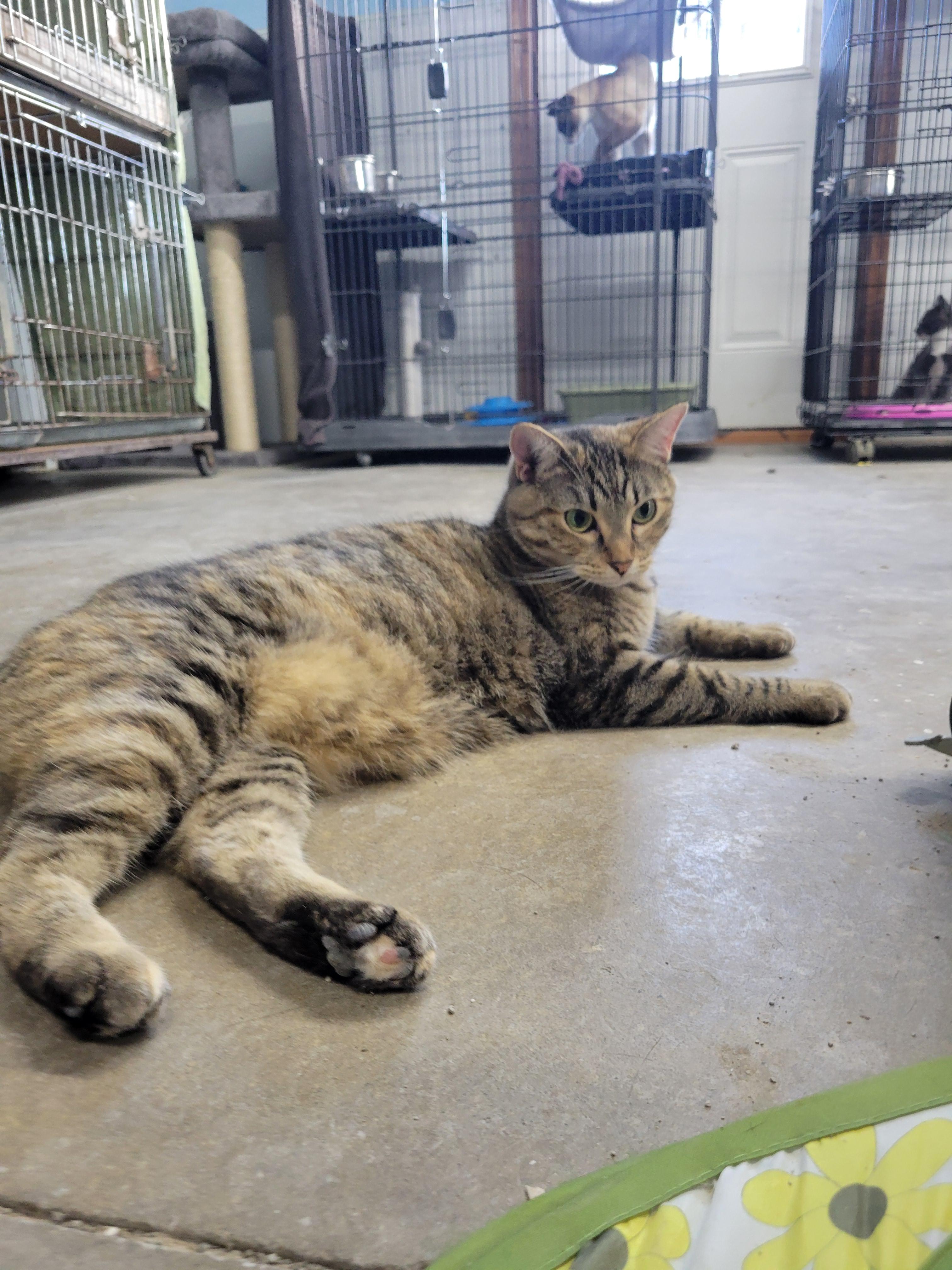 Merida, an adoptable Domestic Short Hair, Tiger in Clarinda, IA, 51632 | Photo Image 3