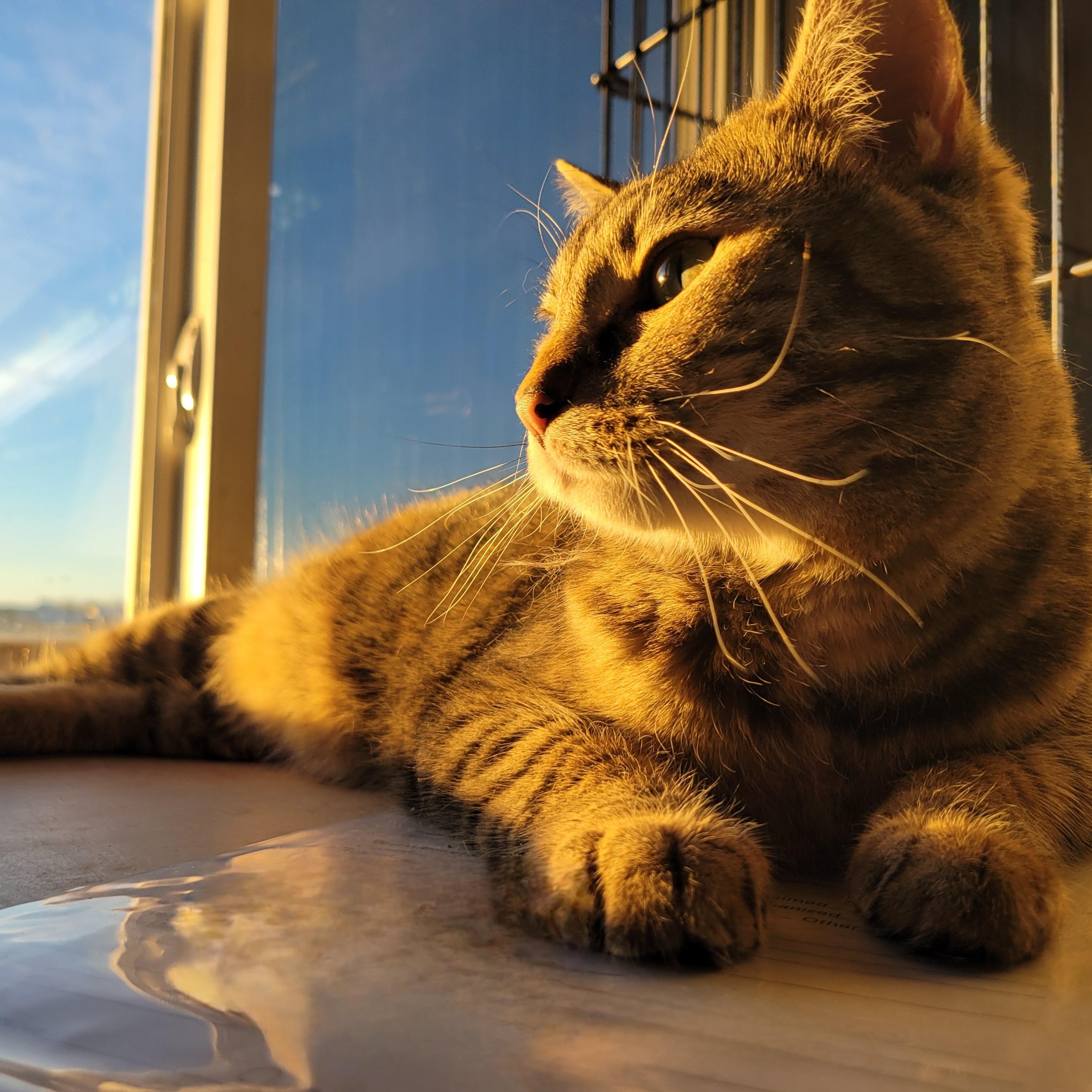 Merida, Adoptable, Adult Female Domestic Short Hair & Tiger.