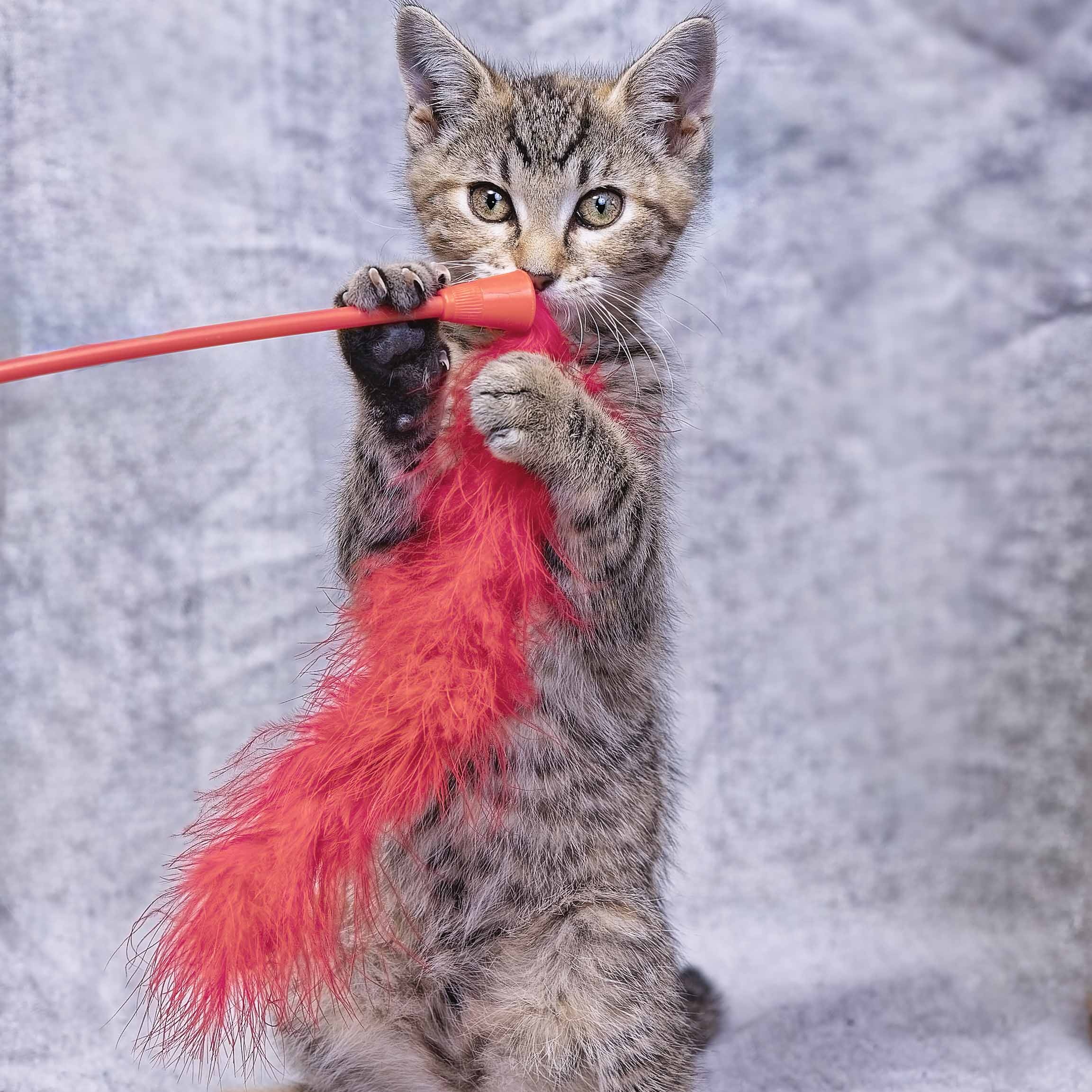 Merida, an adoptable Domestic Short Hair, Tiger in Clarinda, IA, 51632 | Photo Image 6