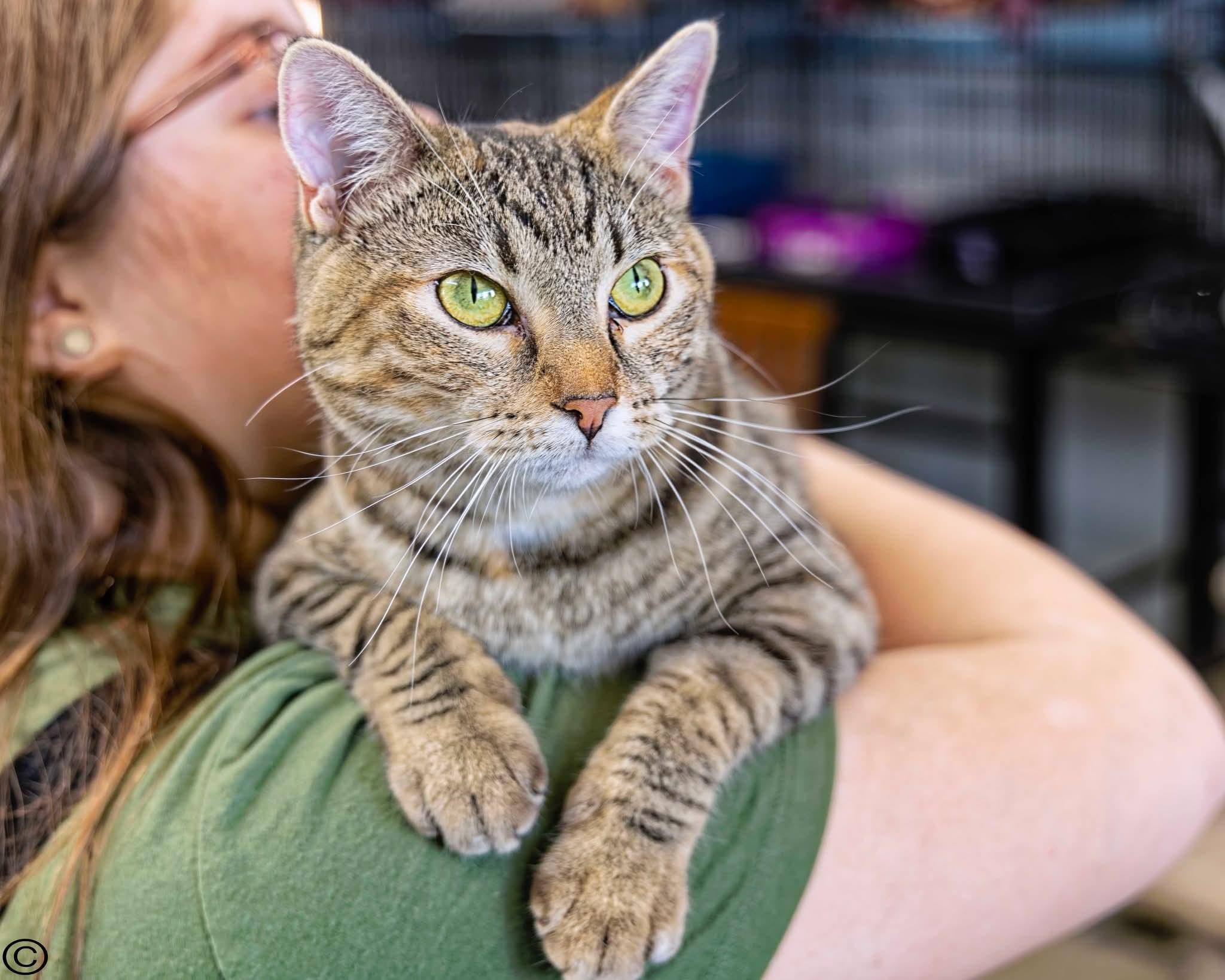 Merida, an adoptable Domestic Short Hair, Tiger in Clarinda, IA, 51632 | Photo Image 1