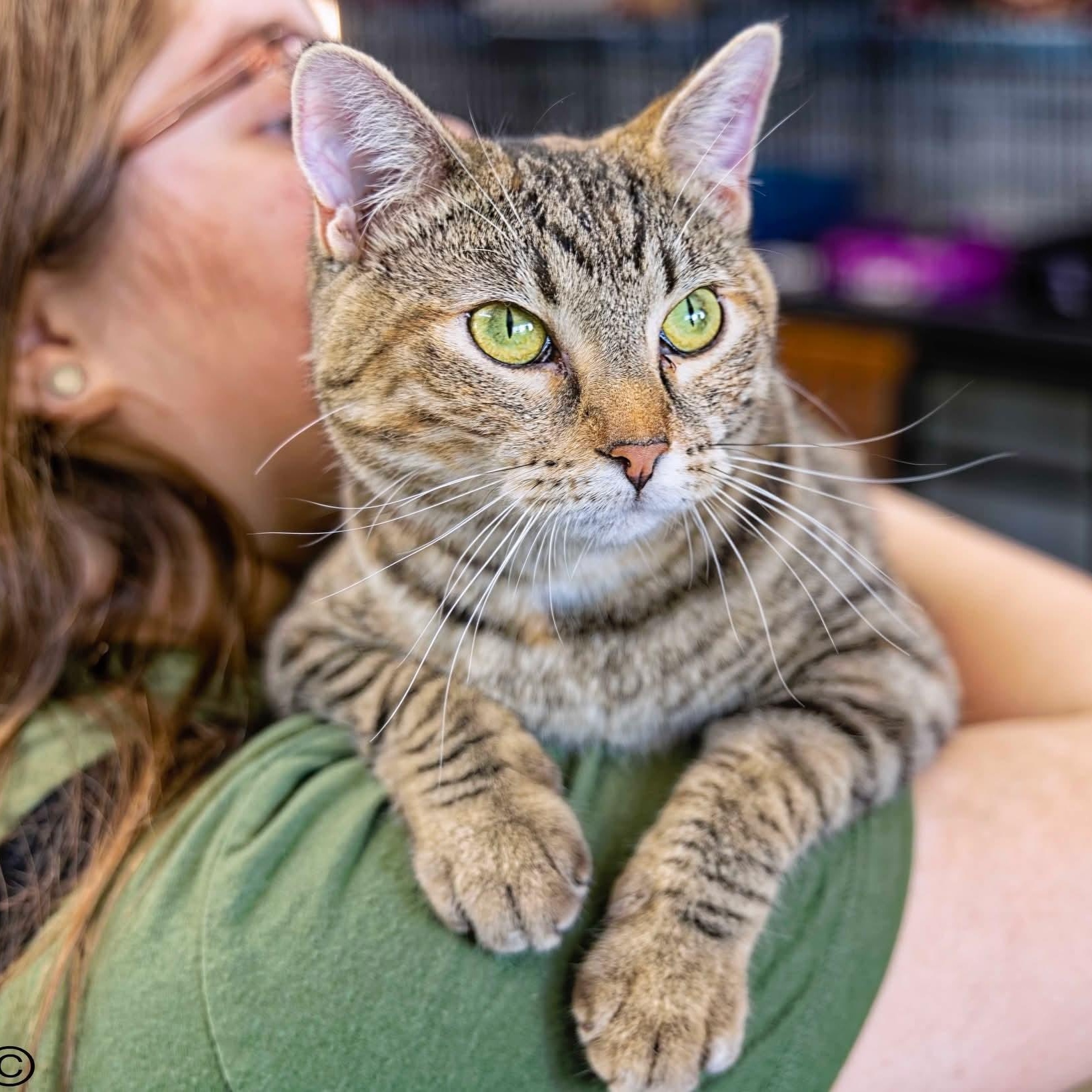 Merida, a Adoptable mixed breed in Clarinda, IA image 3/6