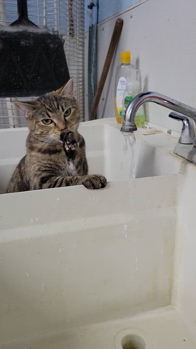 Enlarge Merida, a Adoptable mixed breed in Clarinda, IA video 4/6