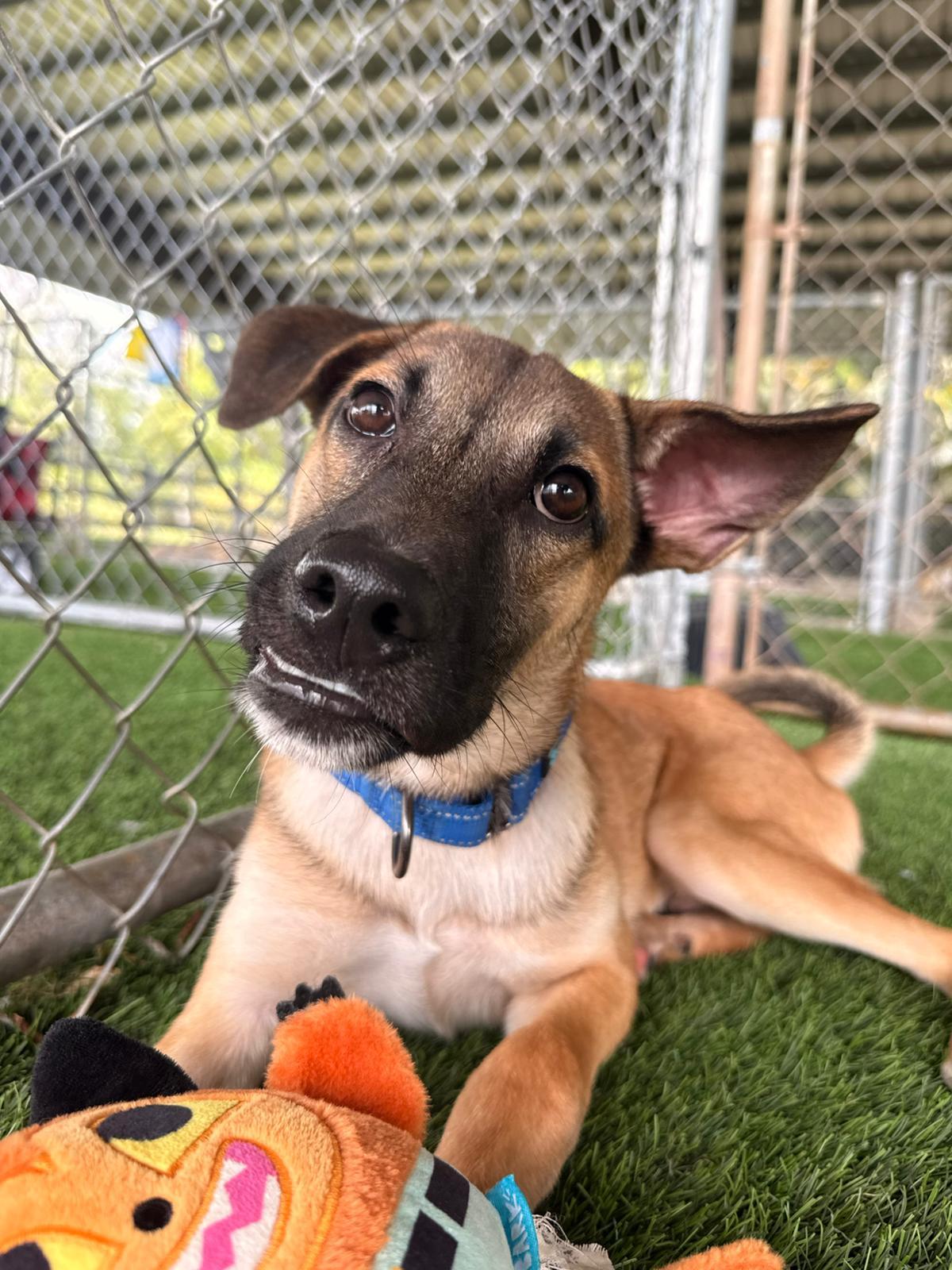 Enlarge Peanut, a ADOPTABLE Mixed Breed in Morristown, NJ image 3/4