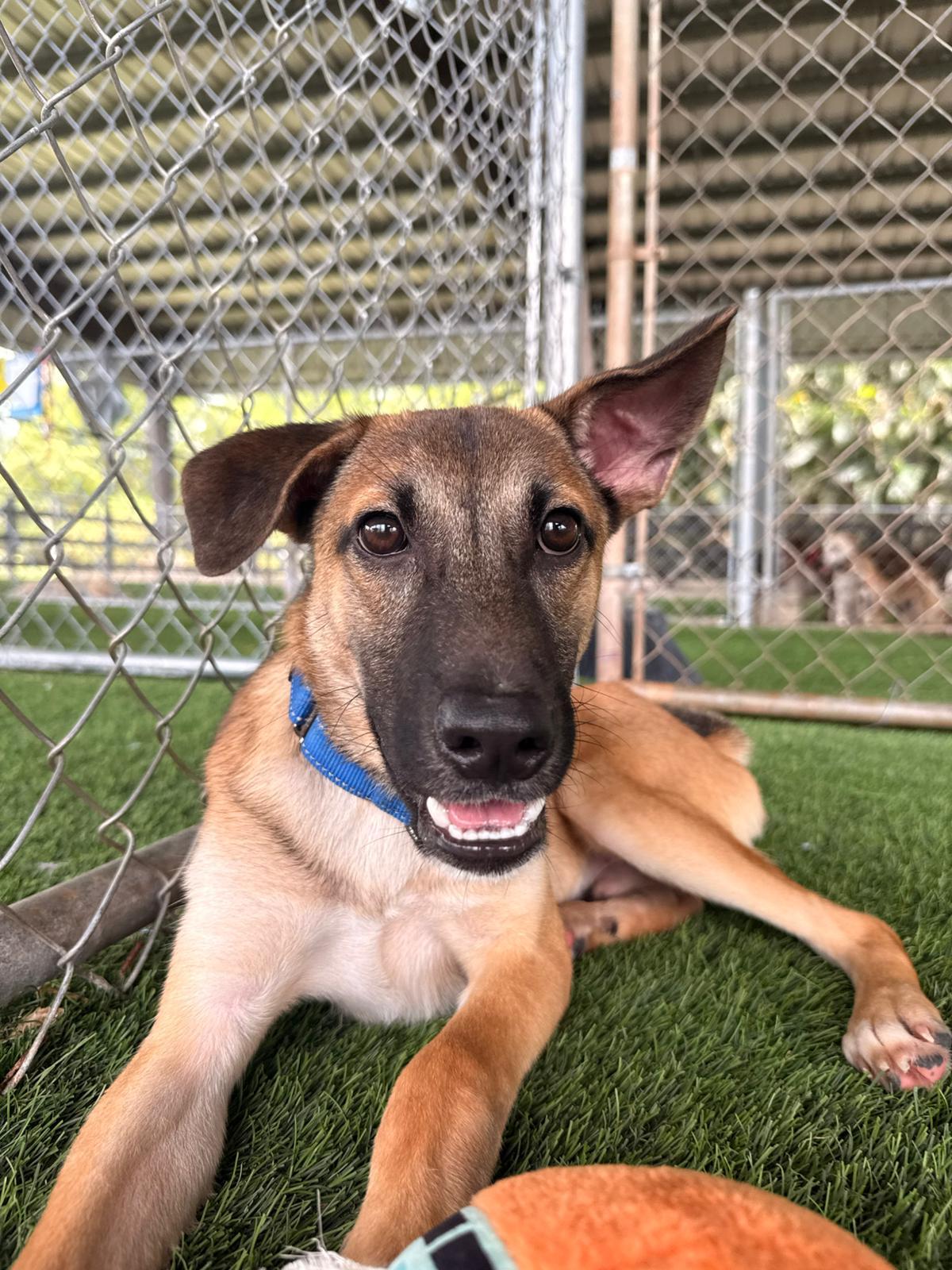Enlarge Peanut, a ADOPTABLE Mixed Breed in Morristown, NJ image 1/4