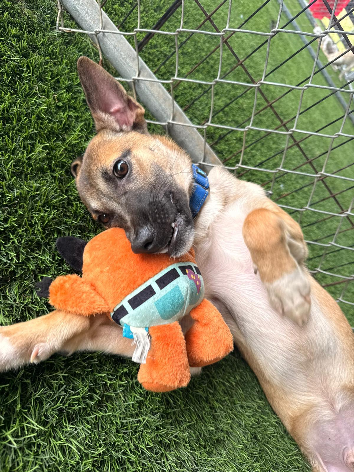 Enlarge Peanut, a ADOPTABLE Mixed Breed in Morristown, NJ image 2/4