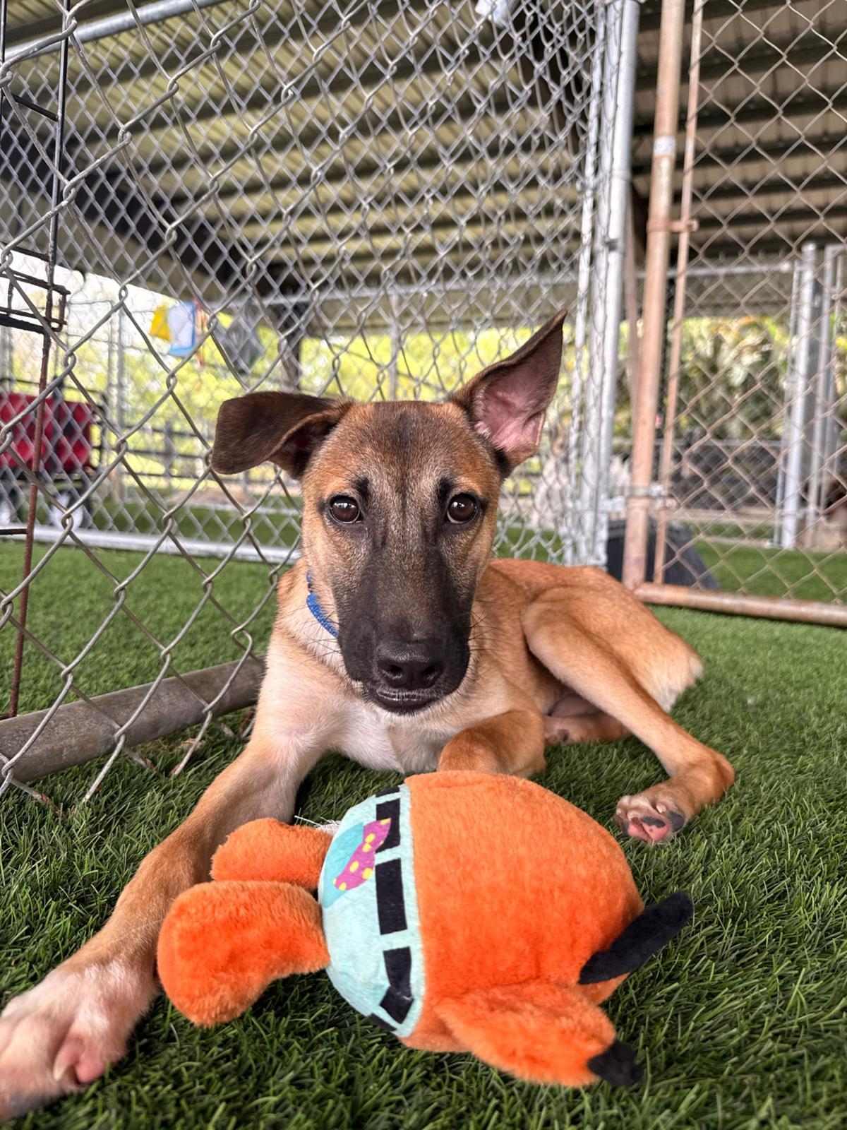 Enlarge Peanut, a ADOPTABLE Mixed Breed in Morristown, NJ image 4/4
