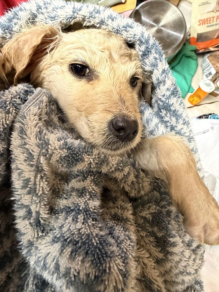 Clyde, Adoptable, Puppy Male Terrier.