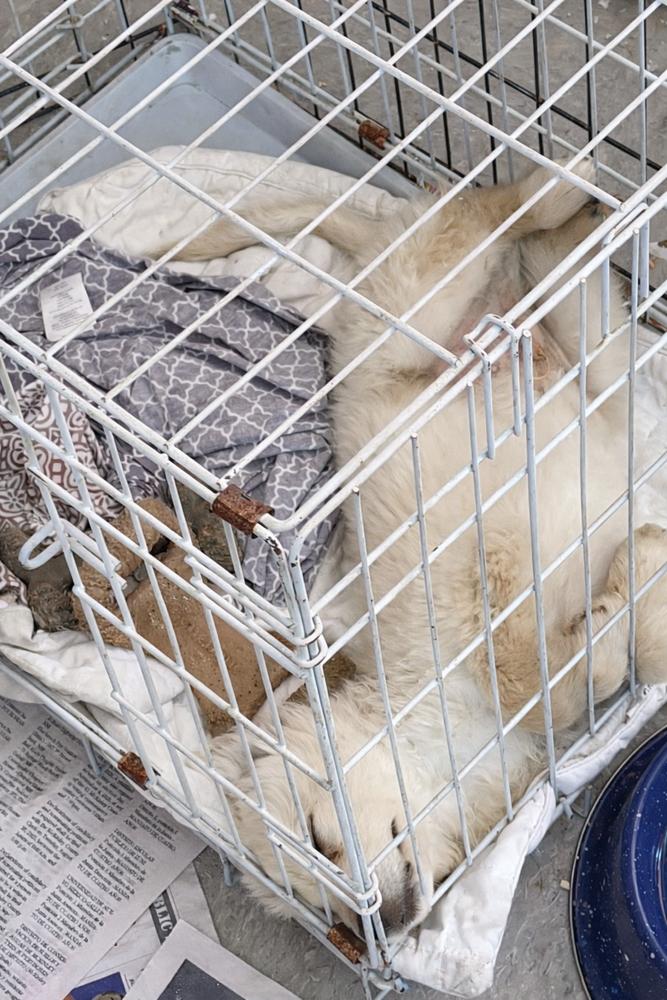 Enlarge Clyde, a Adoptable mixed breed in Albuquerque, NM image 2/3