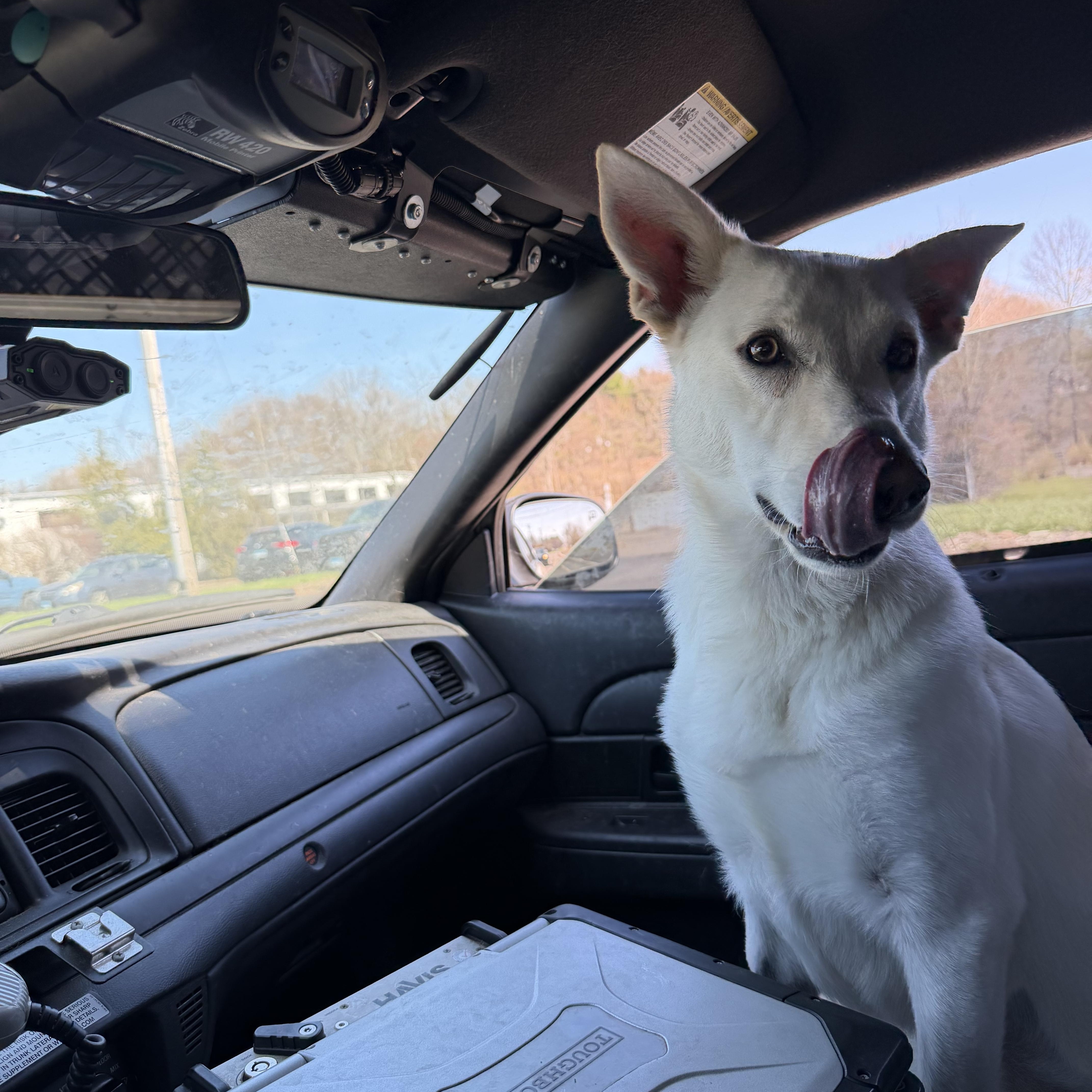 Luna, a ADOPTABLE German Shepherd Dog in New Britain, CT image 3/5