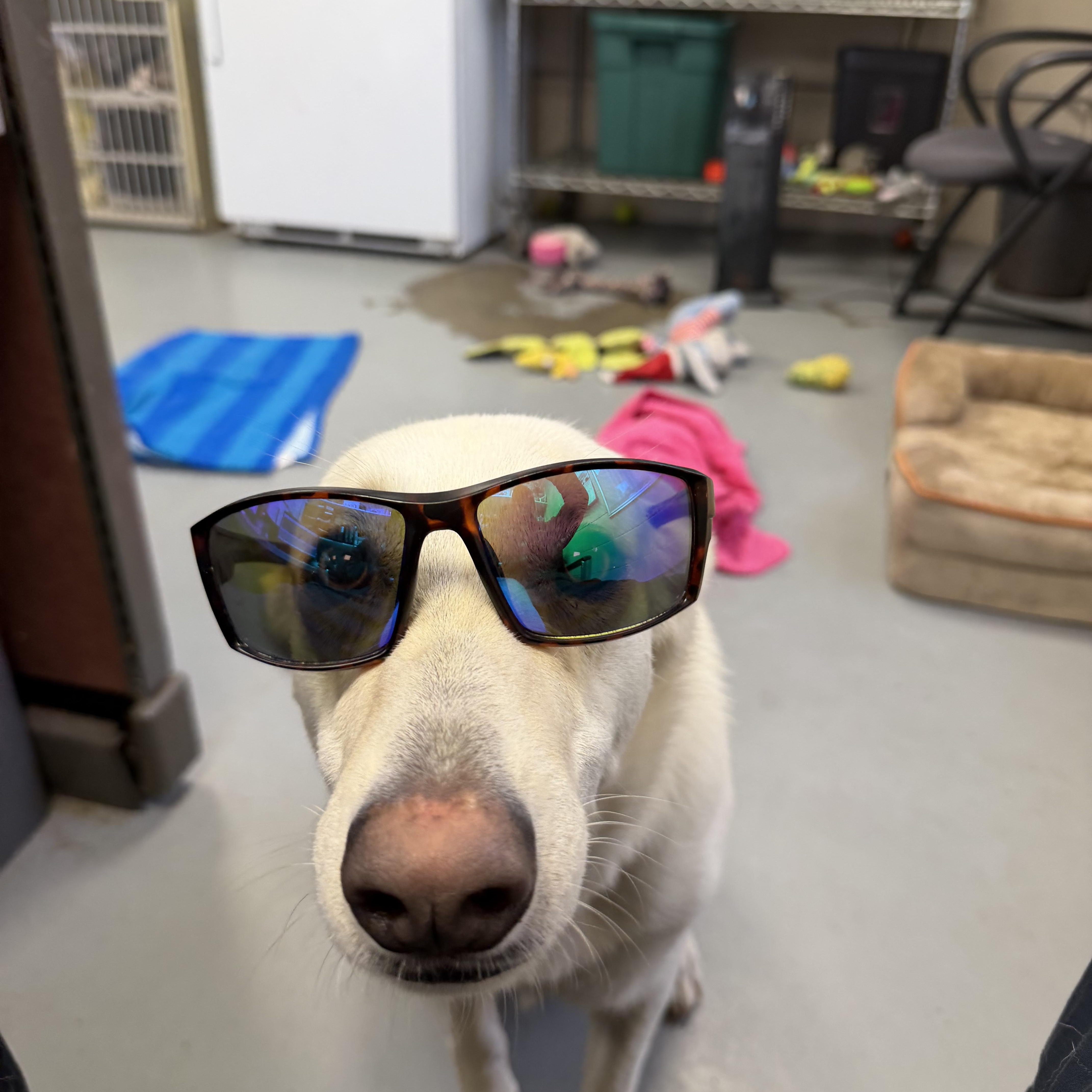 Luna, a ADOPTABLE German Shepherd Dog in New Britain, CT image 4/5