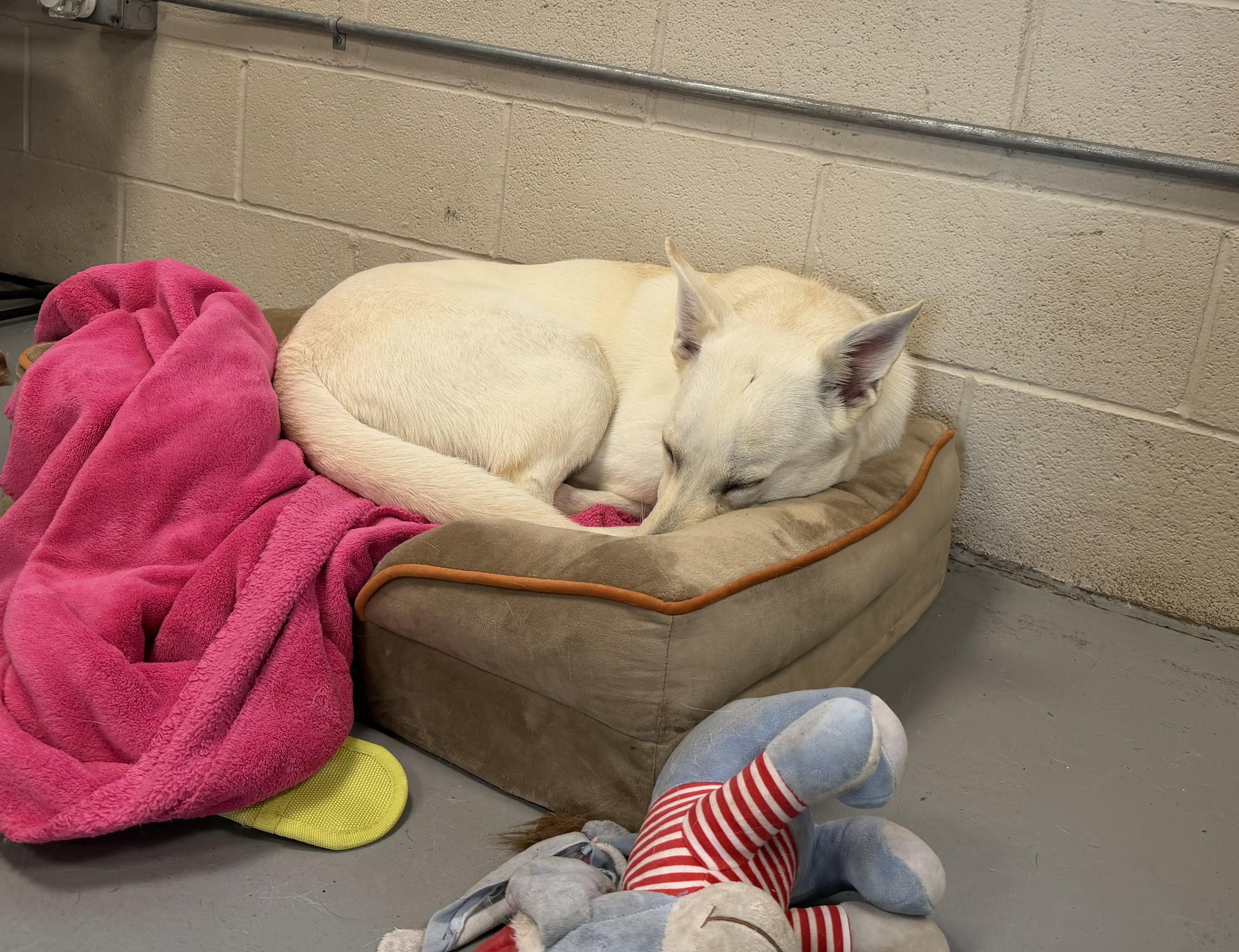 Luna, a ADOPTABLE German Shepherd Dog in New Britain, CT image 5/5