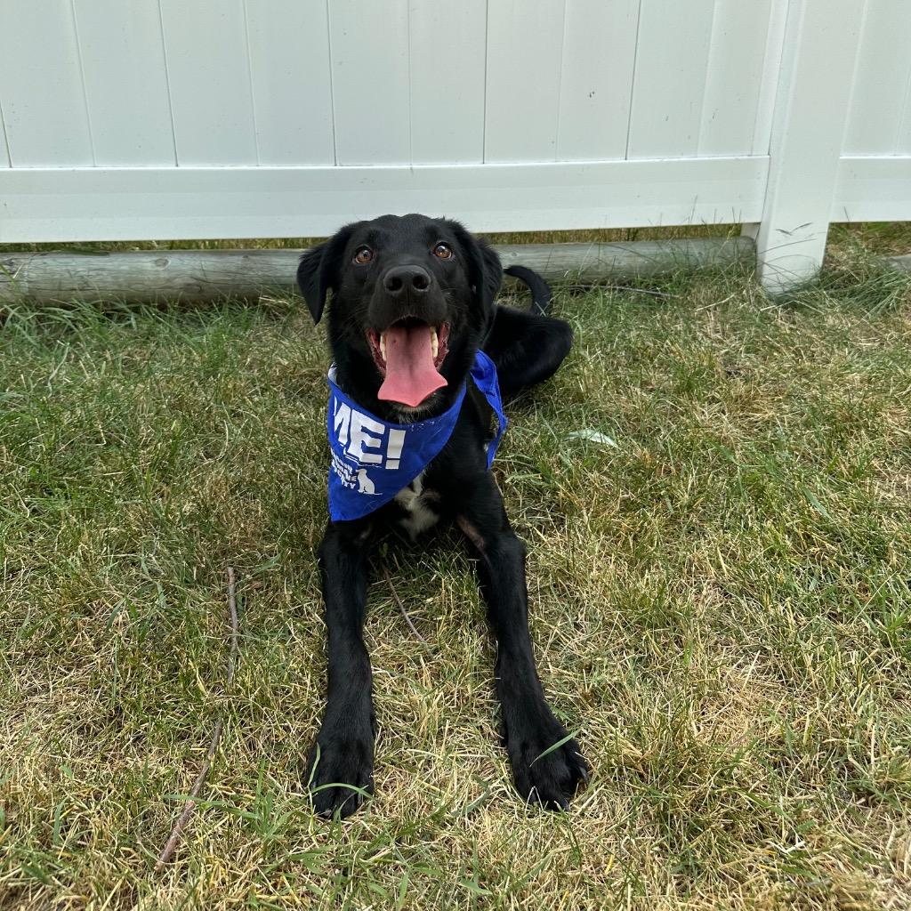 Enlarge Butters (French Fry), a Adoptable mixed breed in Logan, UT image 1/1