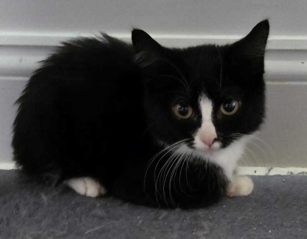 Enlarge Bond, James Bond, a Adoptable Domestic Short Hair in Warren, CT image 2/5