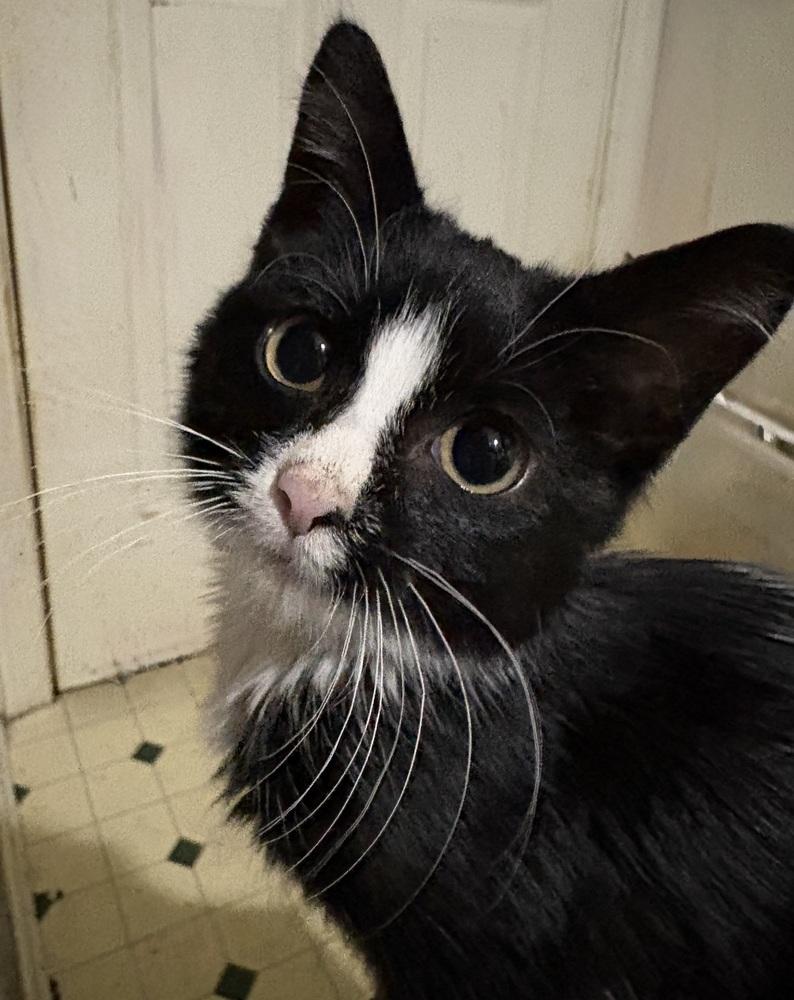 Enlarge Bond, James Bond, a Adoptable Domestic Short Hair in Warren, CT image 3/5