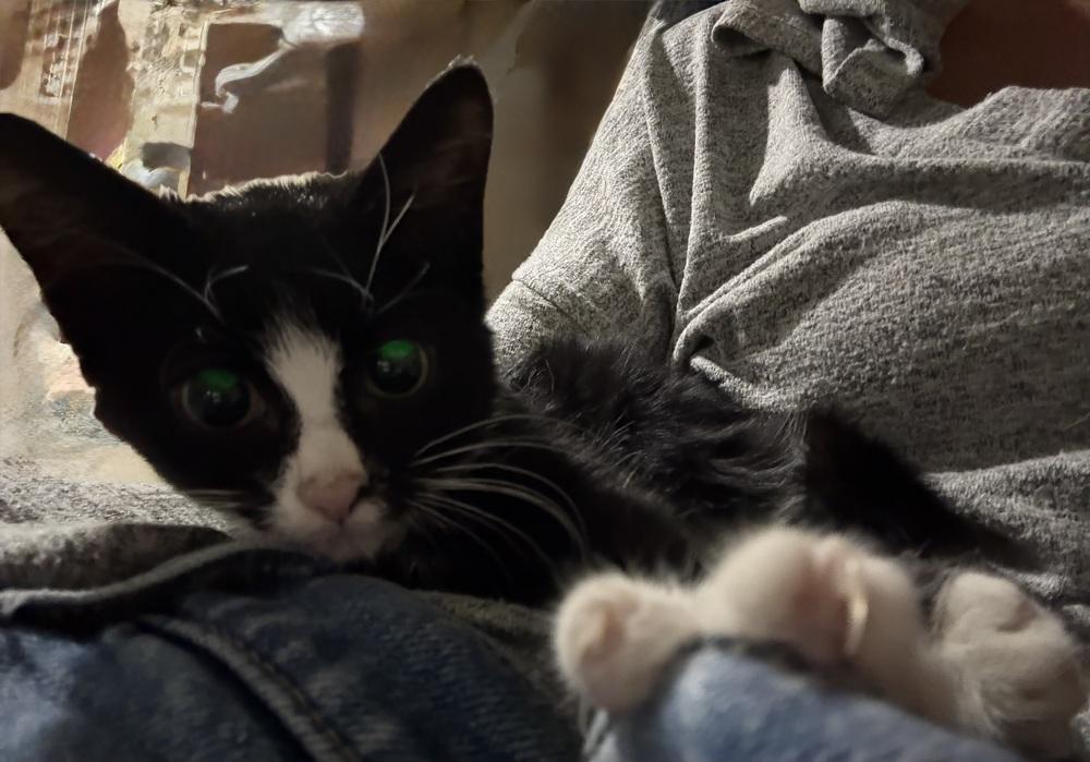 Enlarge Bond, James Bond, a Adoptable Domestic Short Hair in Warren, CT image 4/5