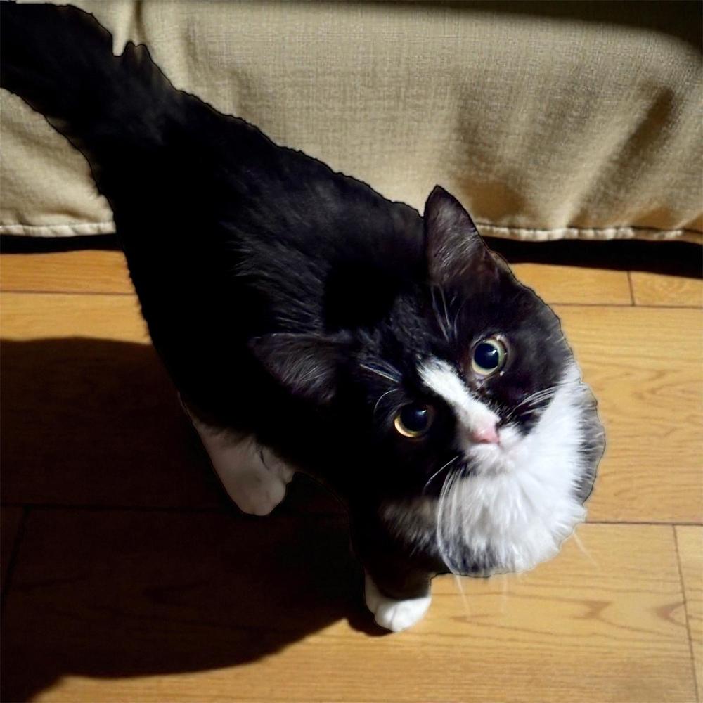 Enlarge Bond, James Bond, a Adoptable Domestic Short Hair in Warren, CT image 1/5