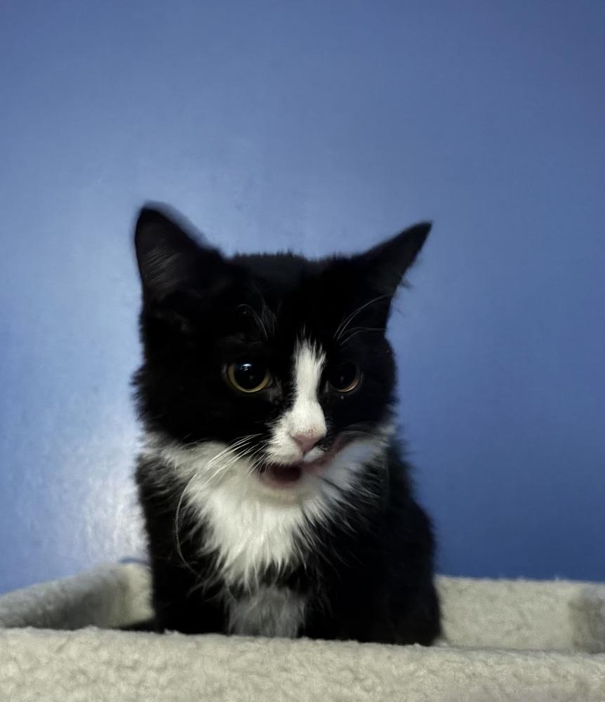 Enlarge Bond, James Bond, a Adoptable Domestic Short Hair in Warren, CT image 5/5