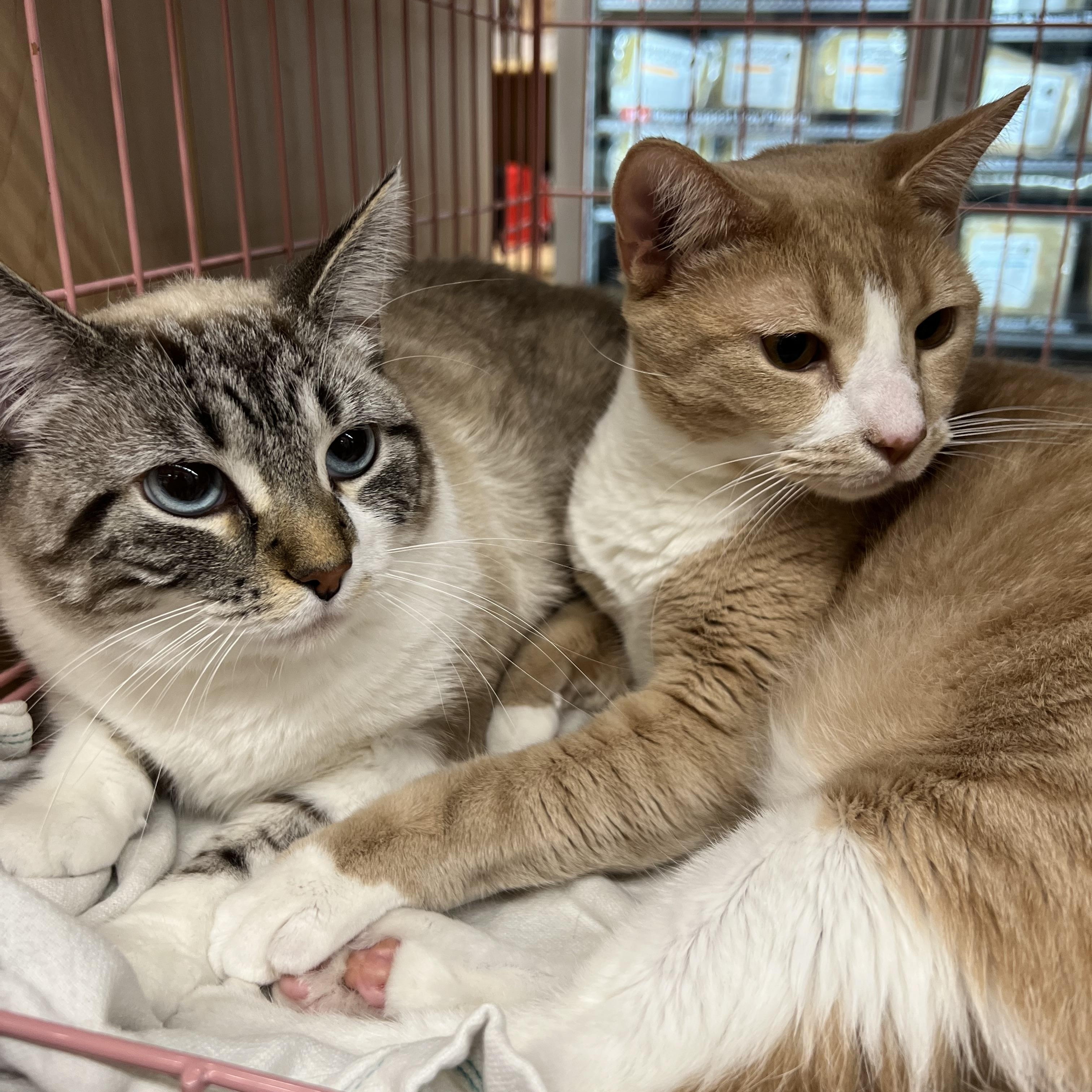 Fefe, Adoptable, Adult Female Domestic Short Hair & Siamese.