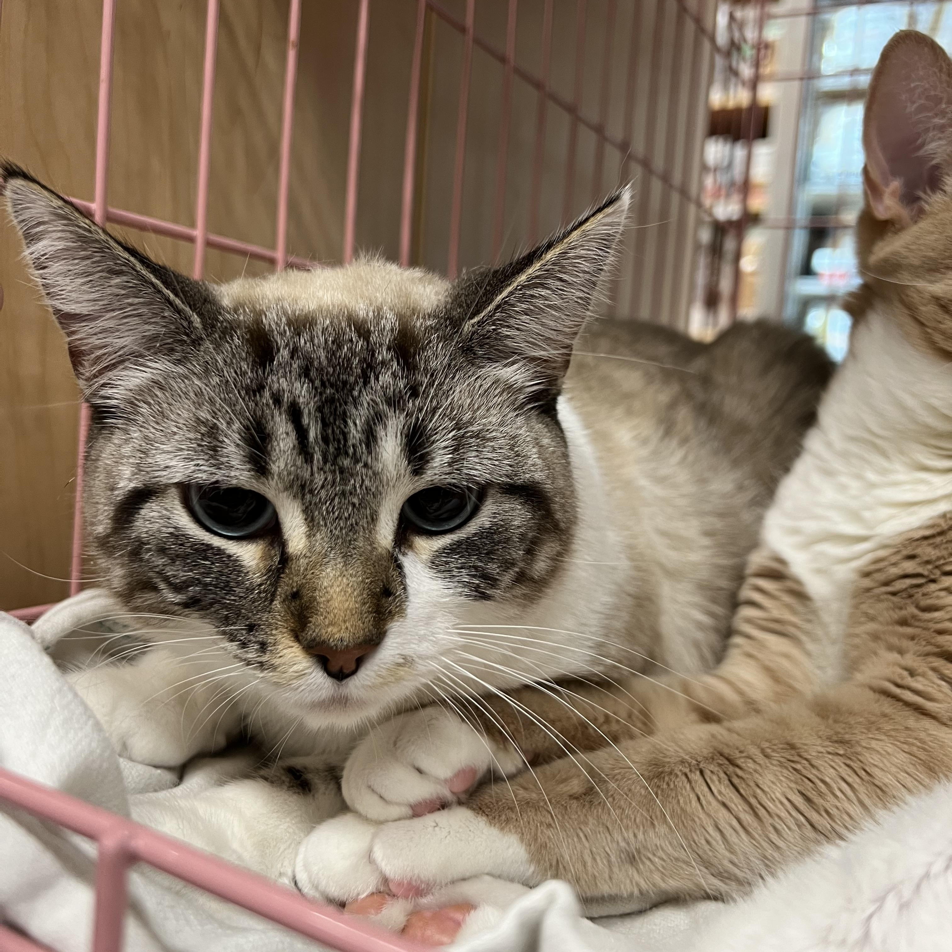 Fefe, a Adoptable mixed breed in Huffman, TX image 2/4