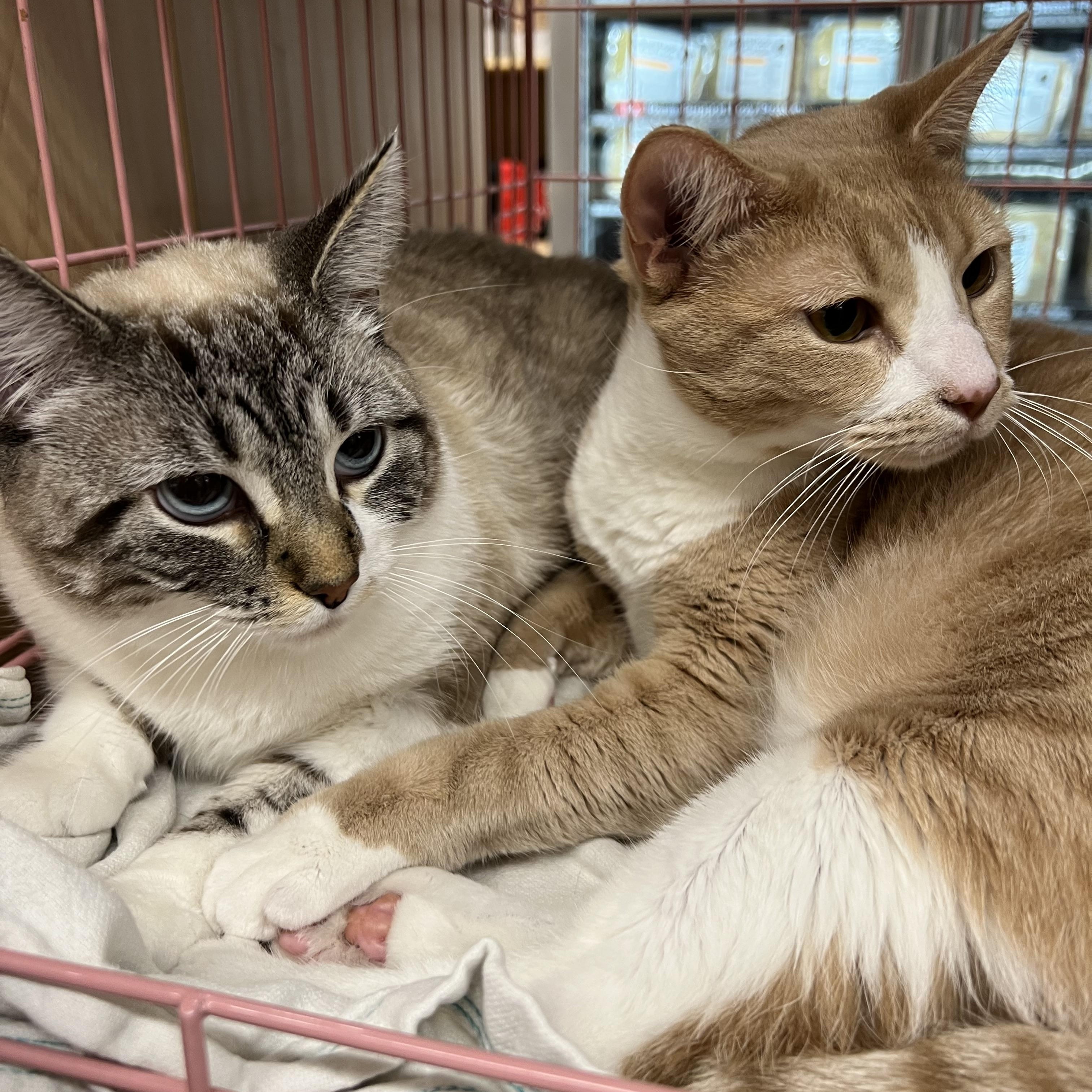 Fefe, a Adoptable mixed breed in Huffman, TX image 3/4