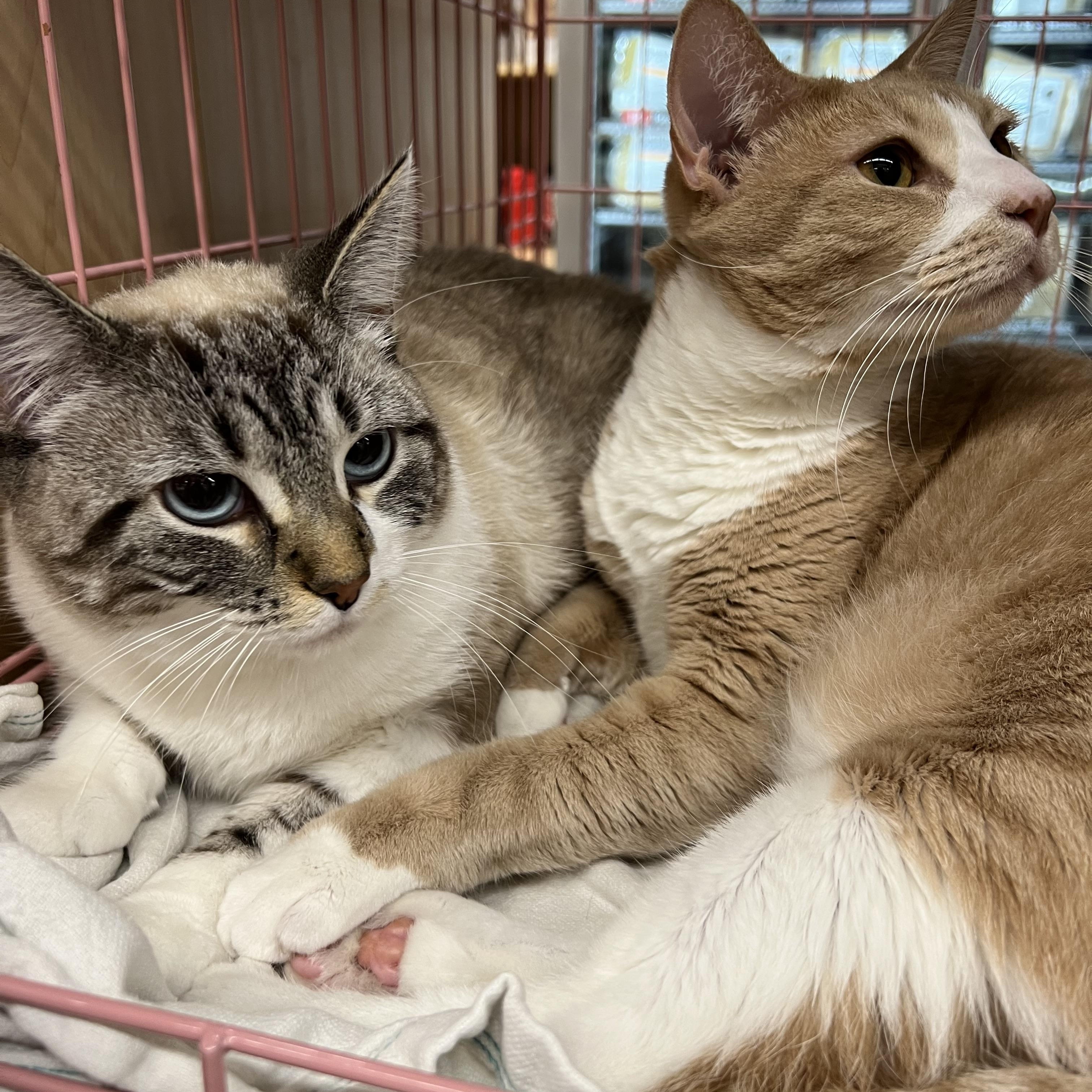 Fefe, a Adoptable mixed breed in Huffman, TX image 4/4