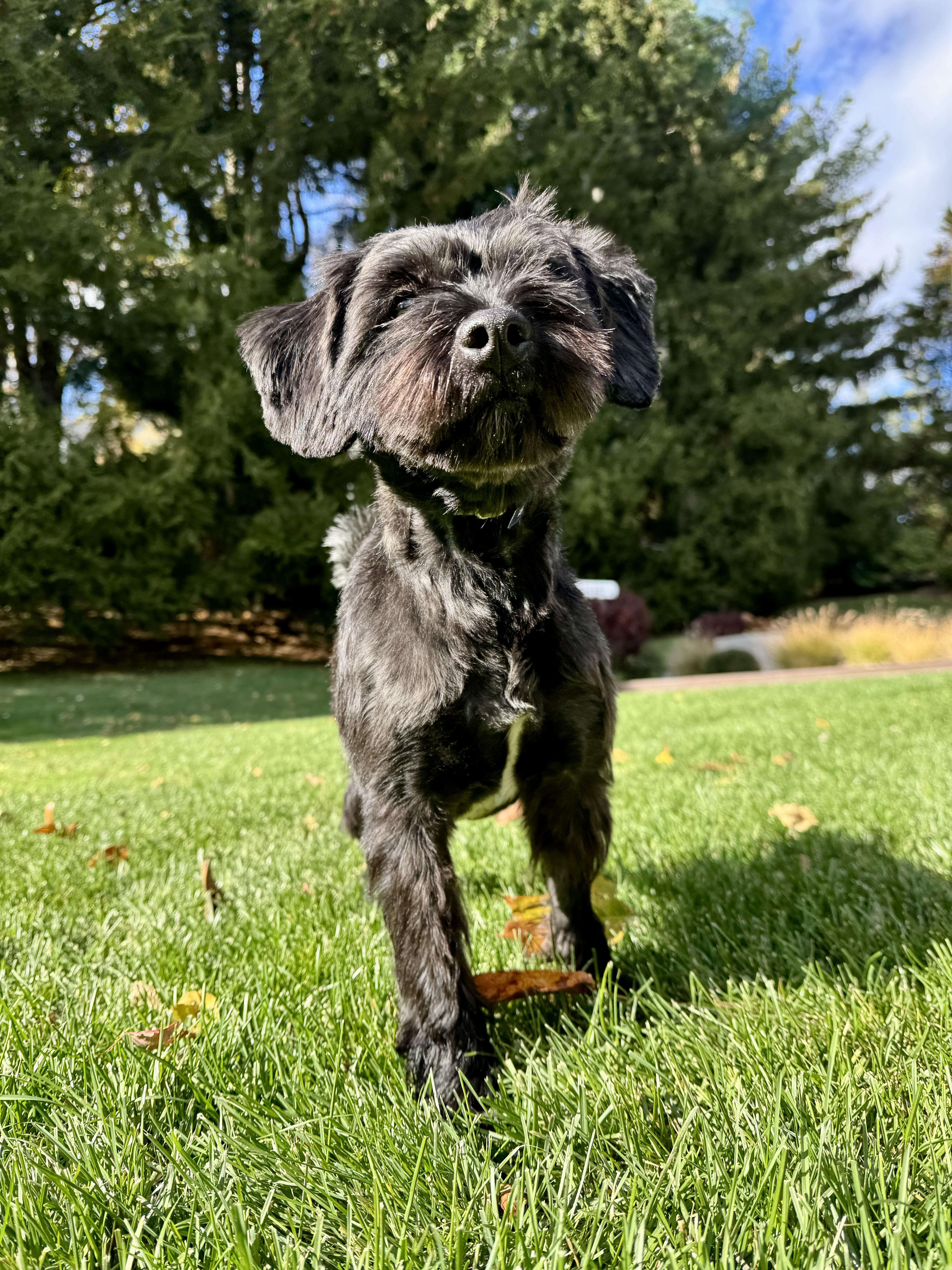 Ralphy, adoptable, Adult Male Schnoodle & Scottish Terrier.