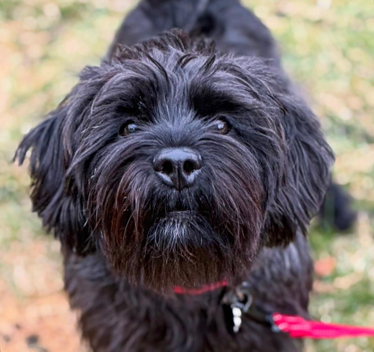 Enlarge Ralphy, an adoptable mixed breed in Thornwood, NY image 6/6