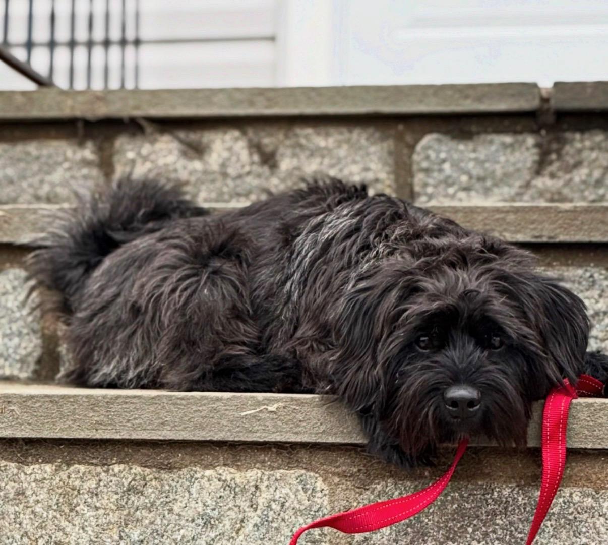 Enlarge Ralphy, an adoptable mixed breed in Thornwood, NY image 5/6