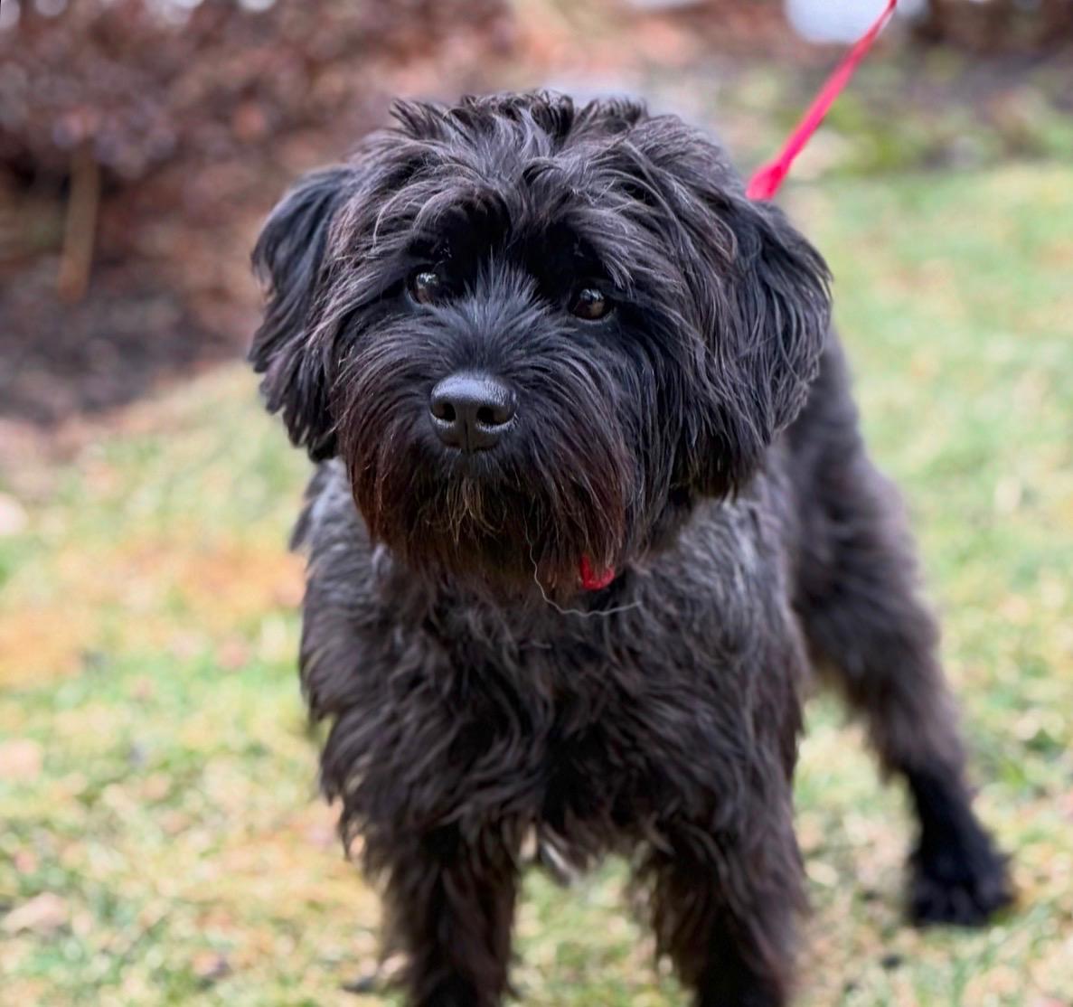 Enlarge Ralphy, an adoptable mixed breed in Thornwood, NY image 3/6