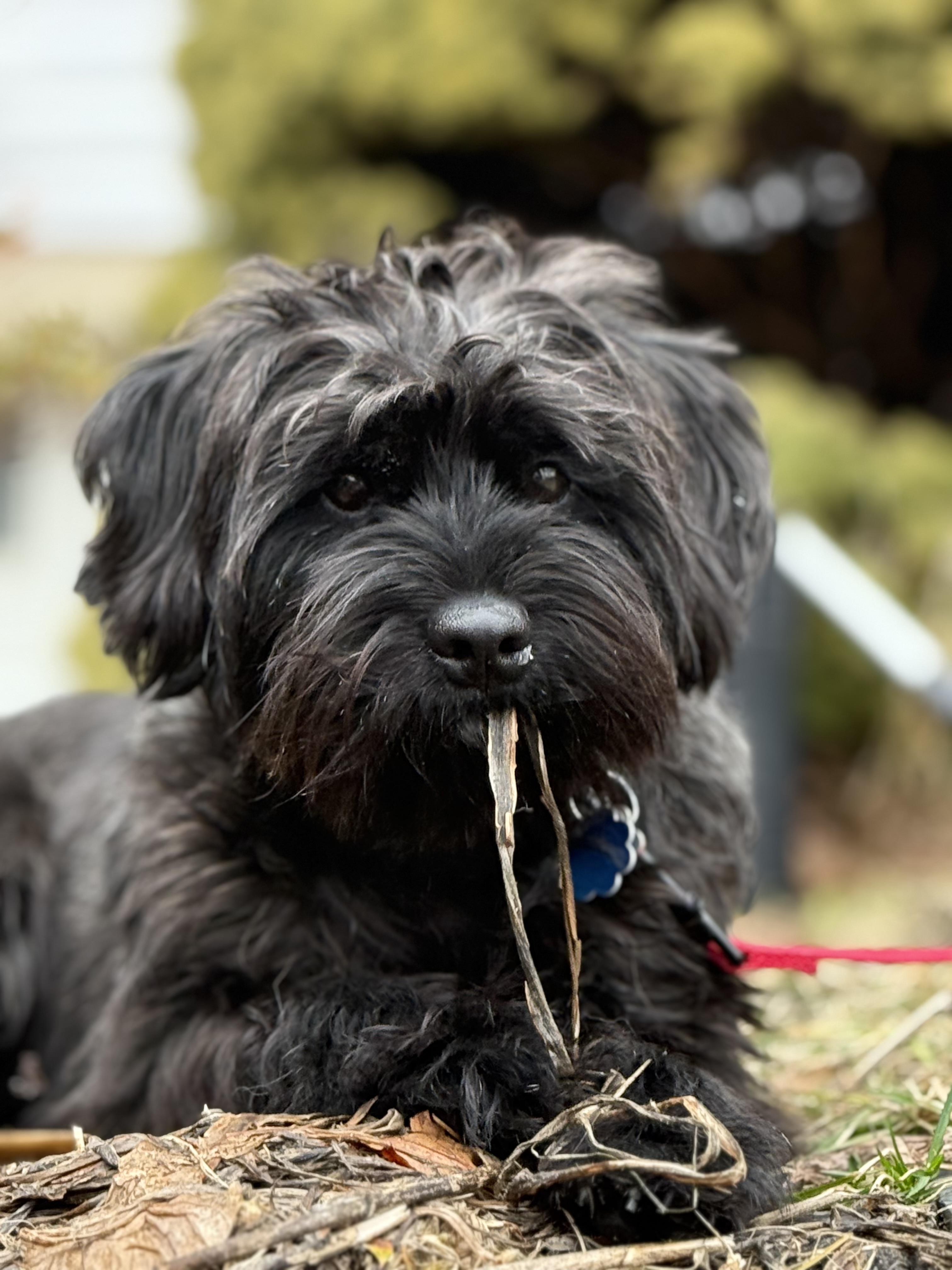 Enlarge Ralphy, an adoptable mixed breed in Thornwood, NY image 4/6