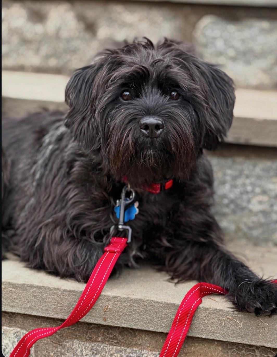 Ralphy, adoptable, Adult Male Schnoodle & Scottish Terrier.